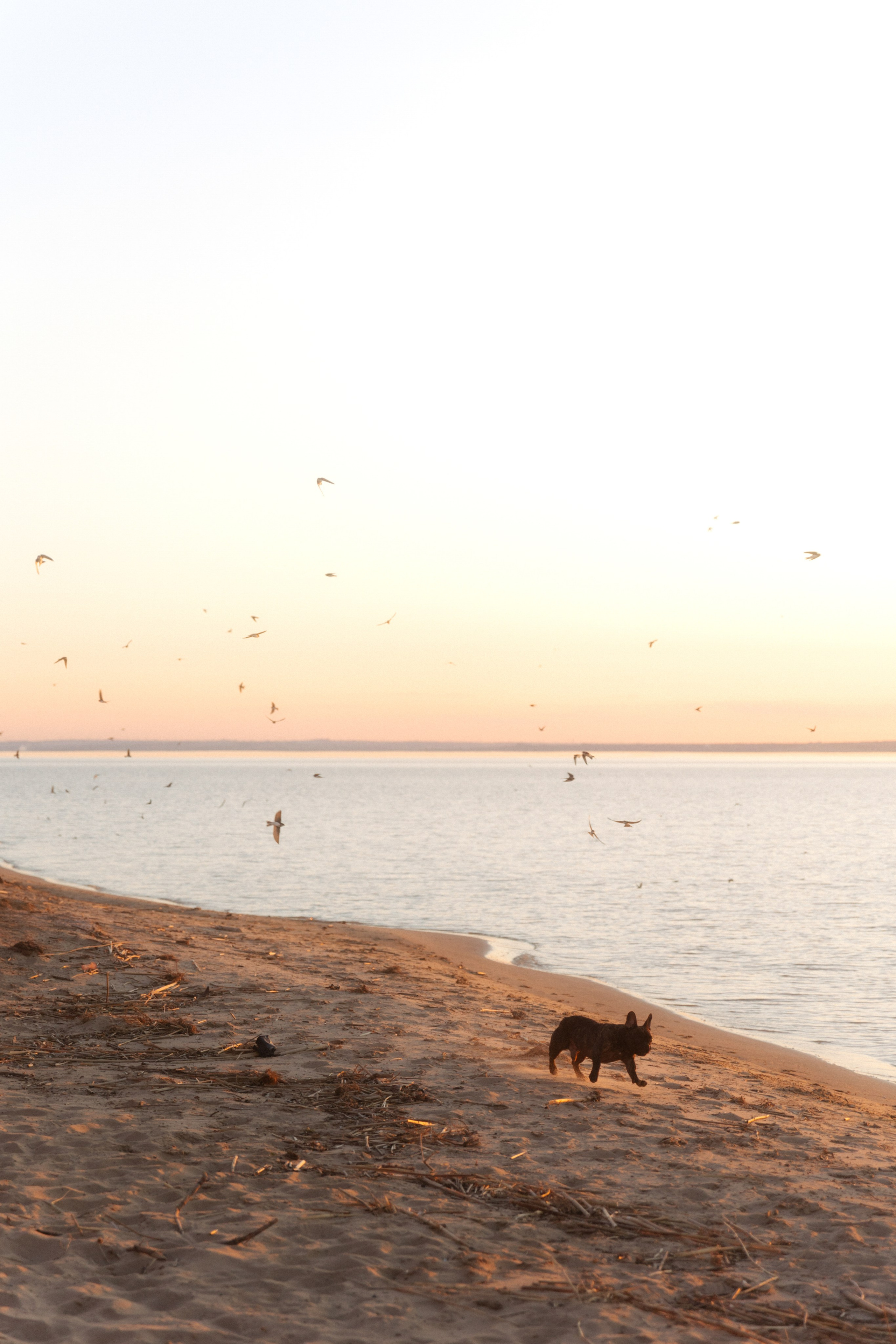 Ласточки. Свадебный и семейный фотограф Юлия Сафронова