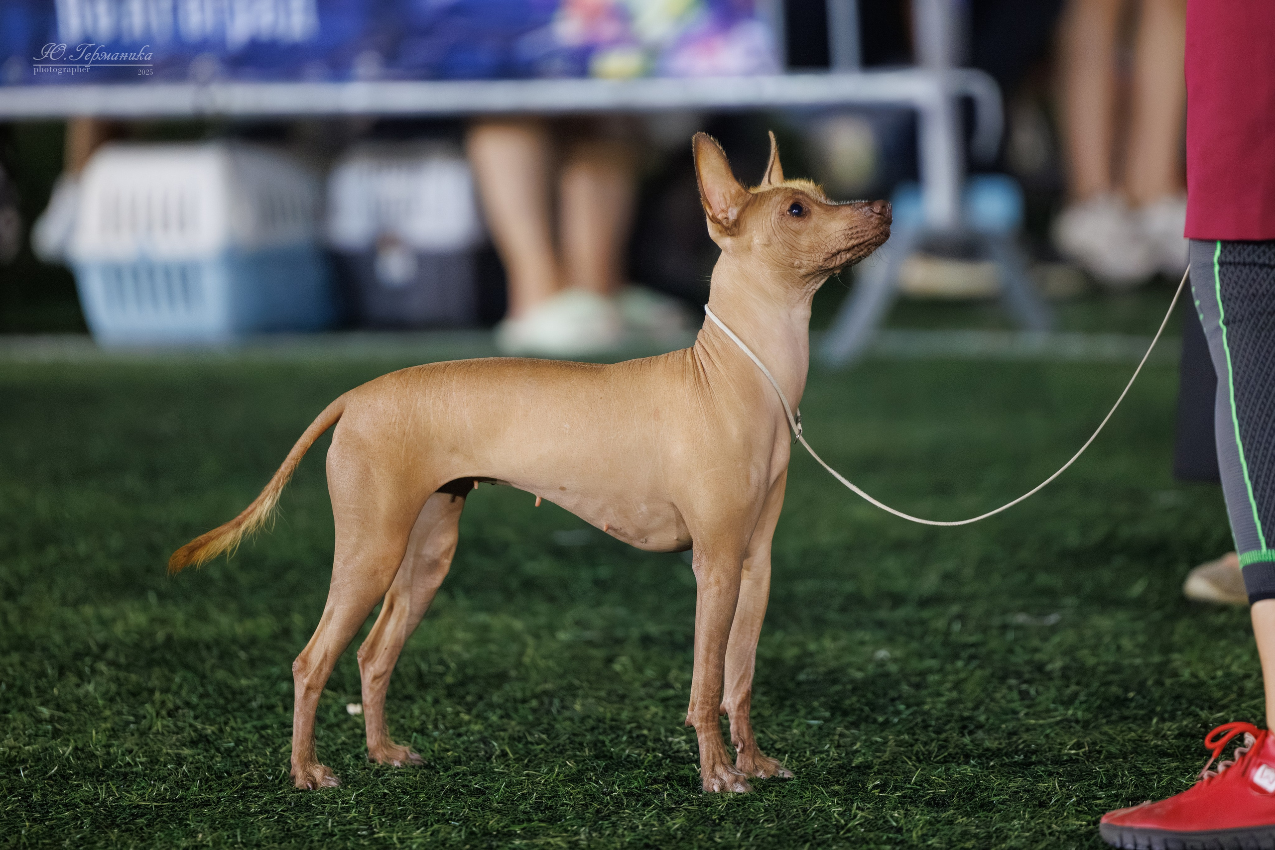 Калининград 25-27.07 Волгоград 1-3.08 2025. Фотограф-анималист Юлия Германика