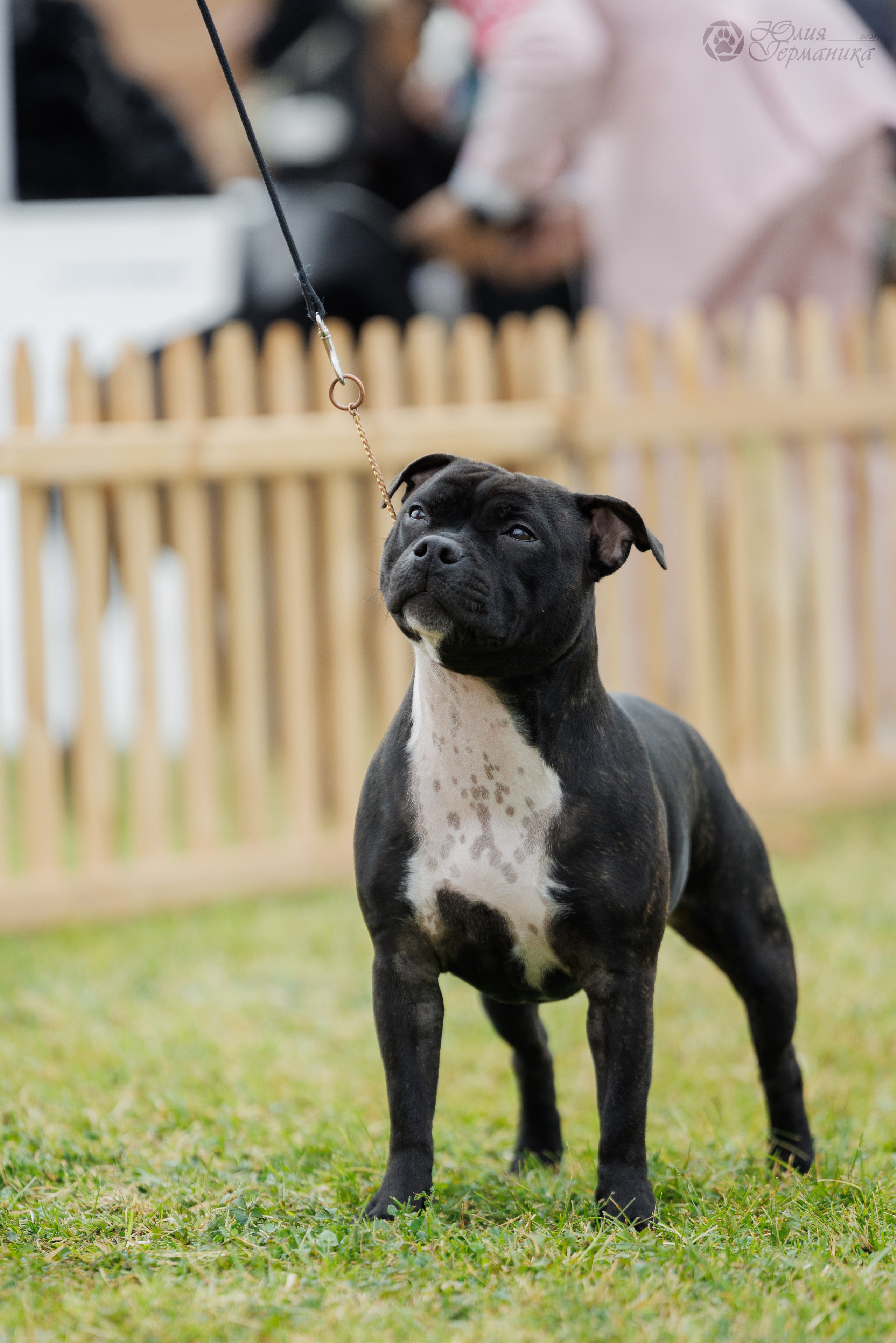Армения,Ереван 3хCACIB 15-17.10.2024. Фотограф-анималист Юлия Германика