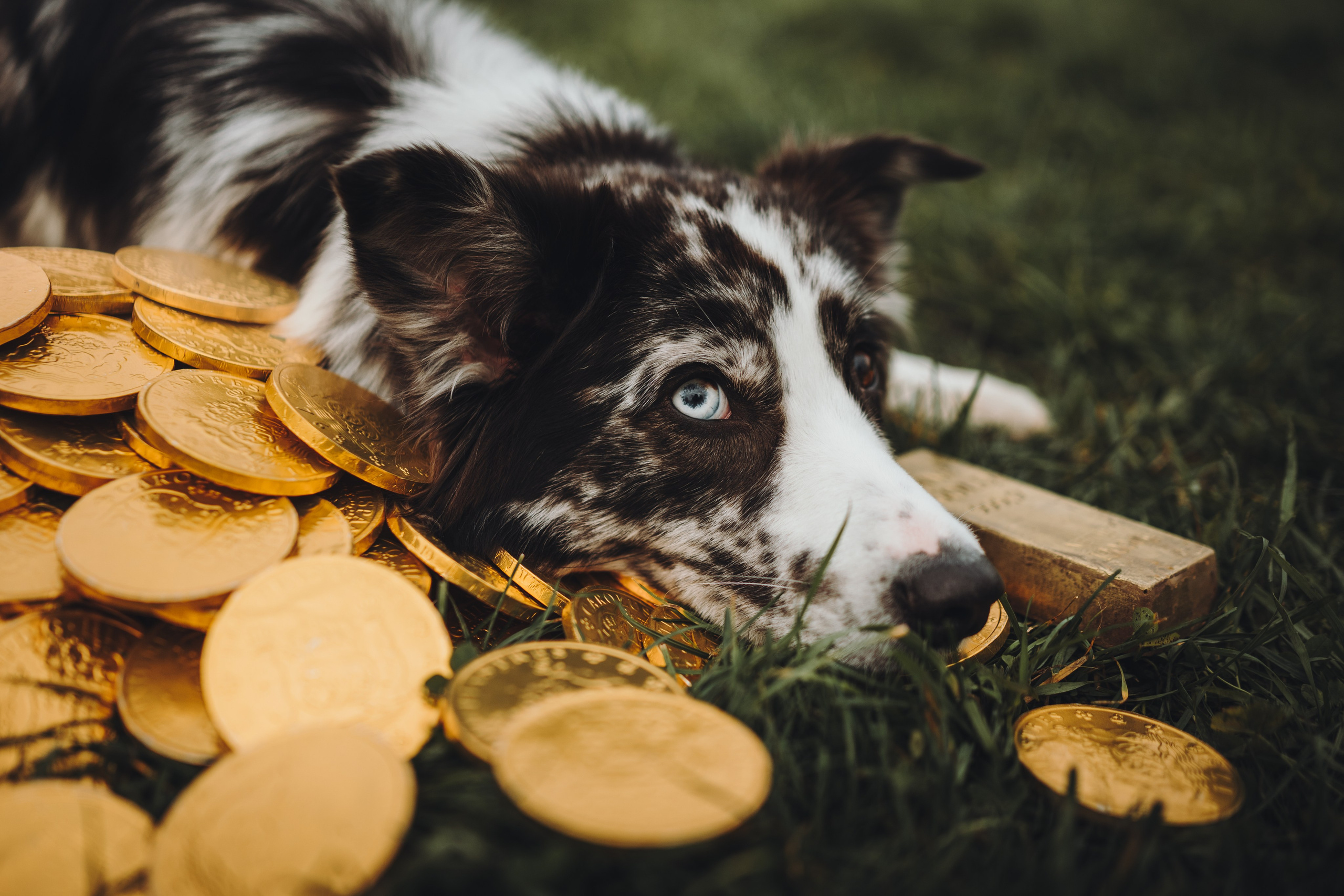 Лилу, Ри и Тучка. Семейный фотограф анималист Ананьева Мария — Москва