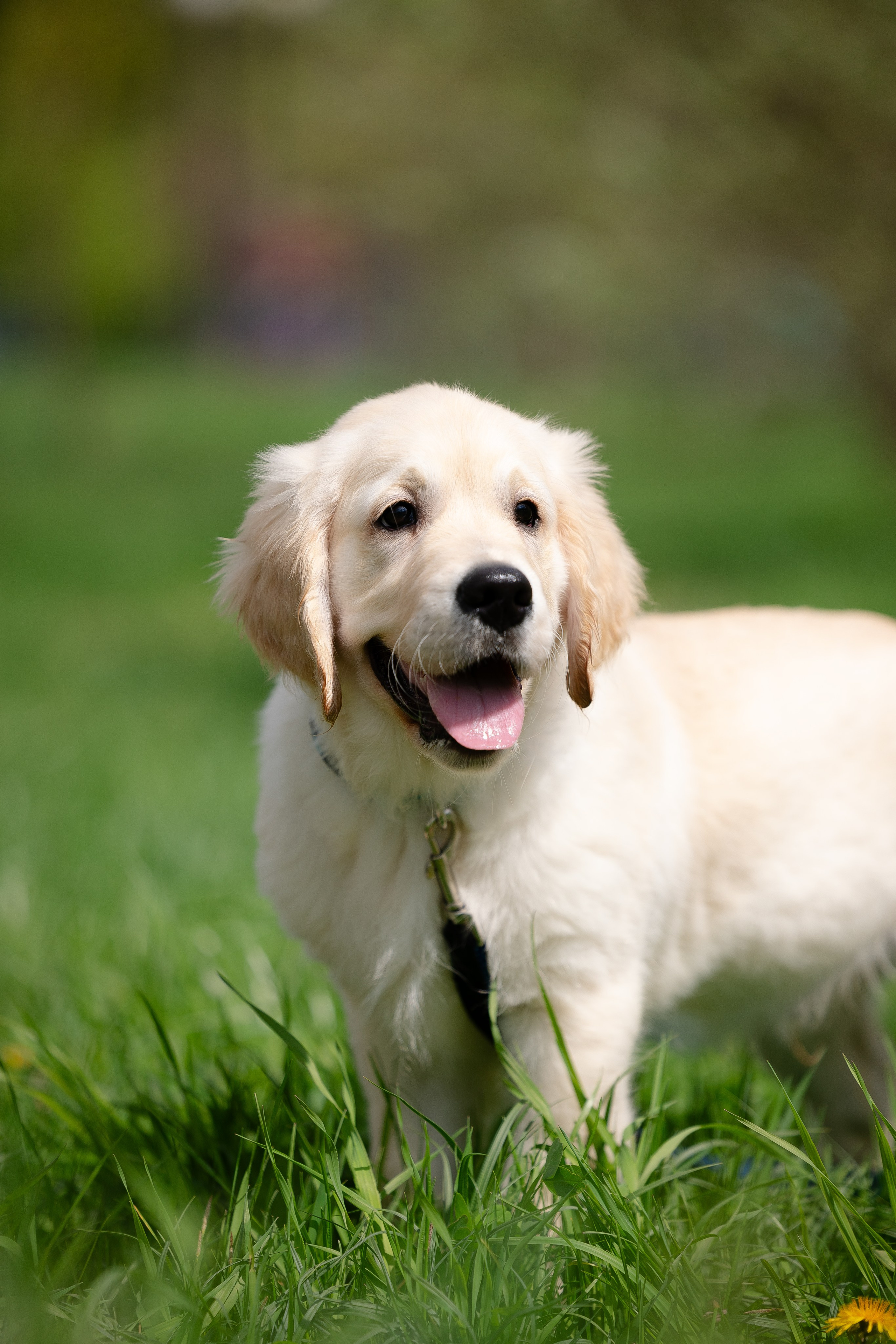 Голден ретривер. Фотограф и видеограф анималист Аганина Дарья