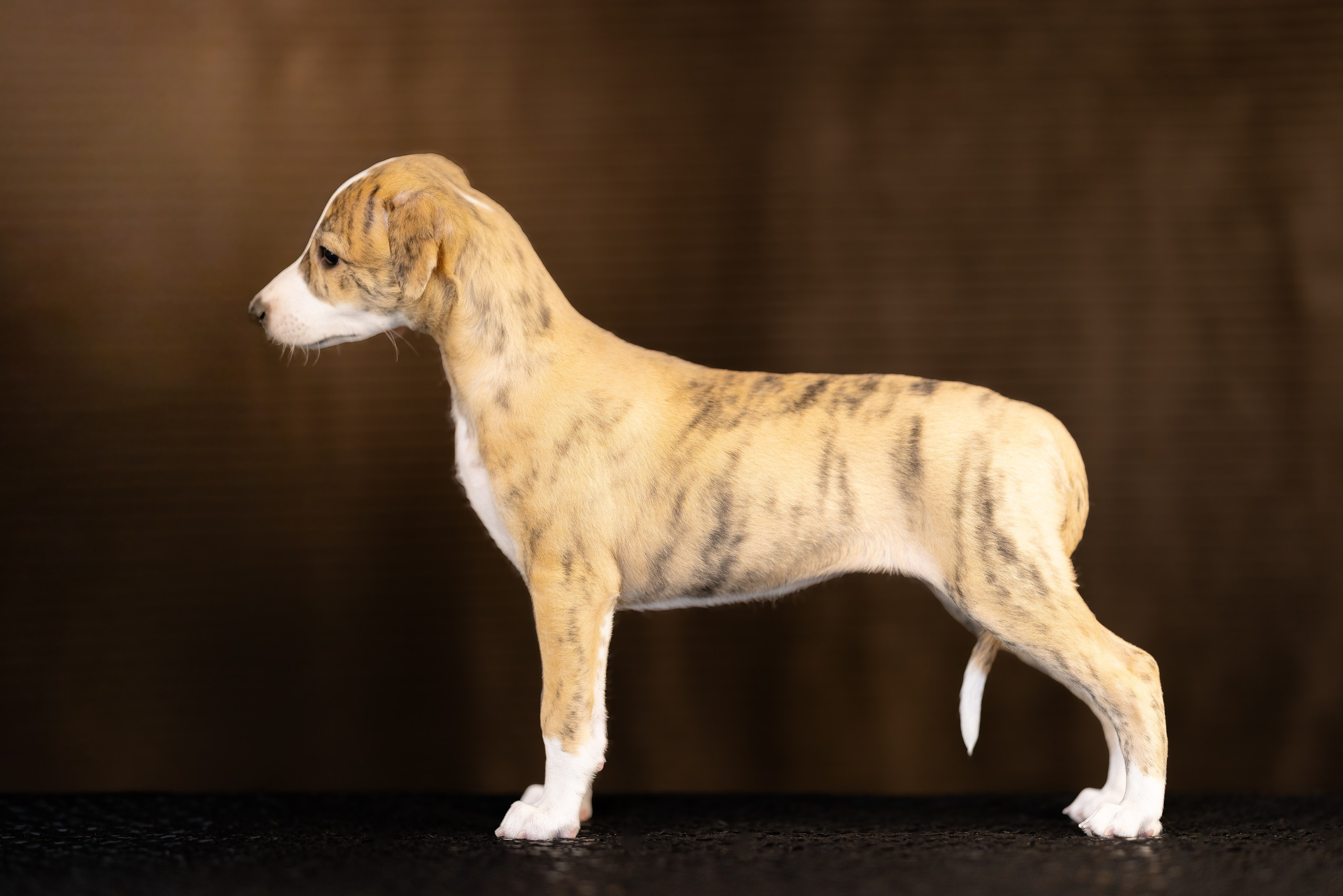 Уиппет. Фотограф и видеограф анималист Аганина Дарья