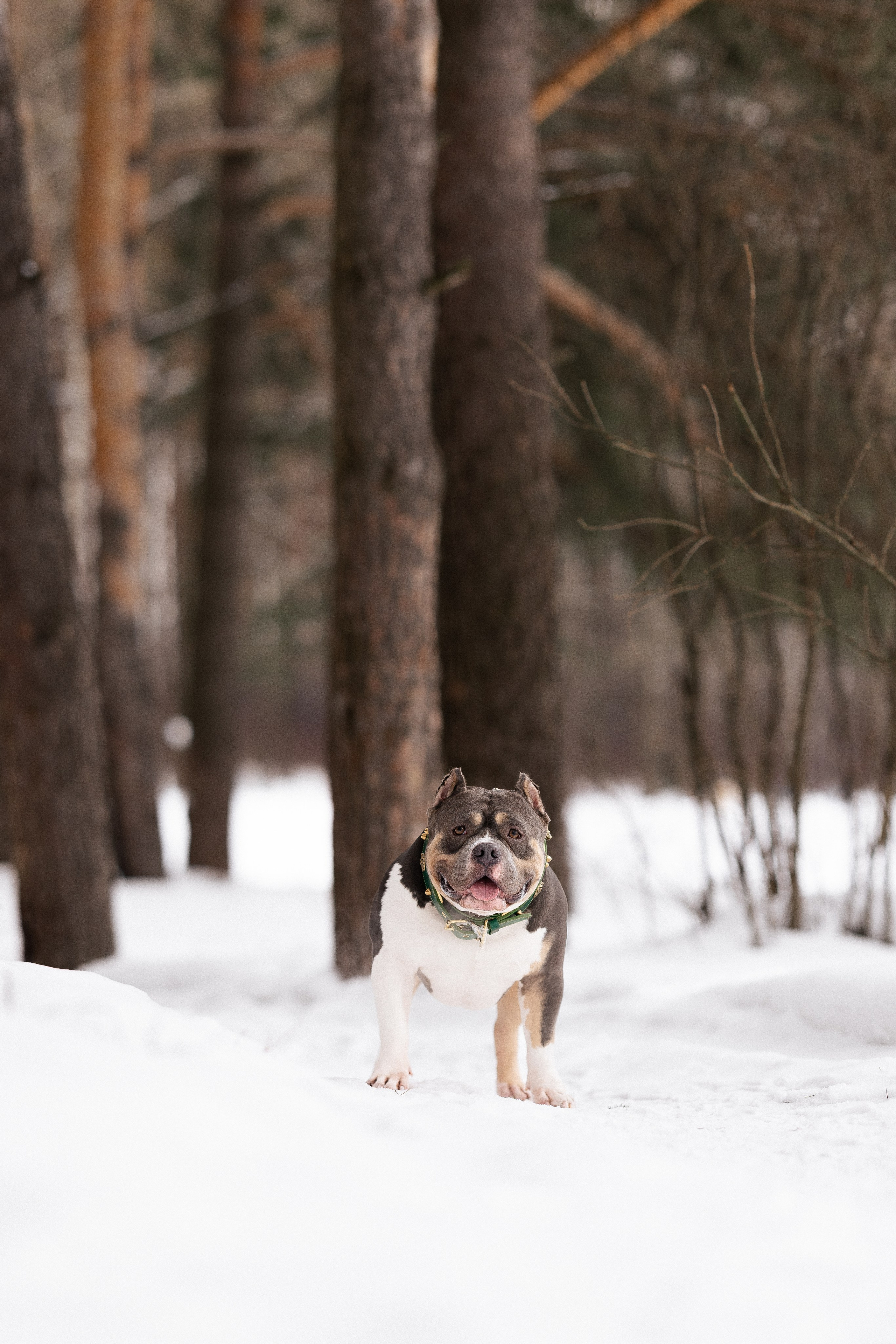 Лера и Наган. Фотограф и видеограф анималист Аганина Дарья