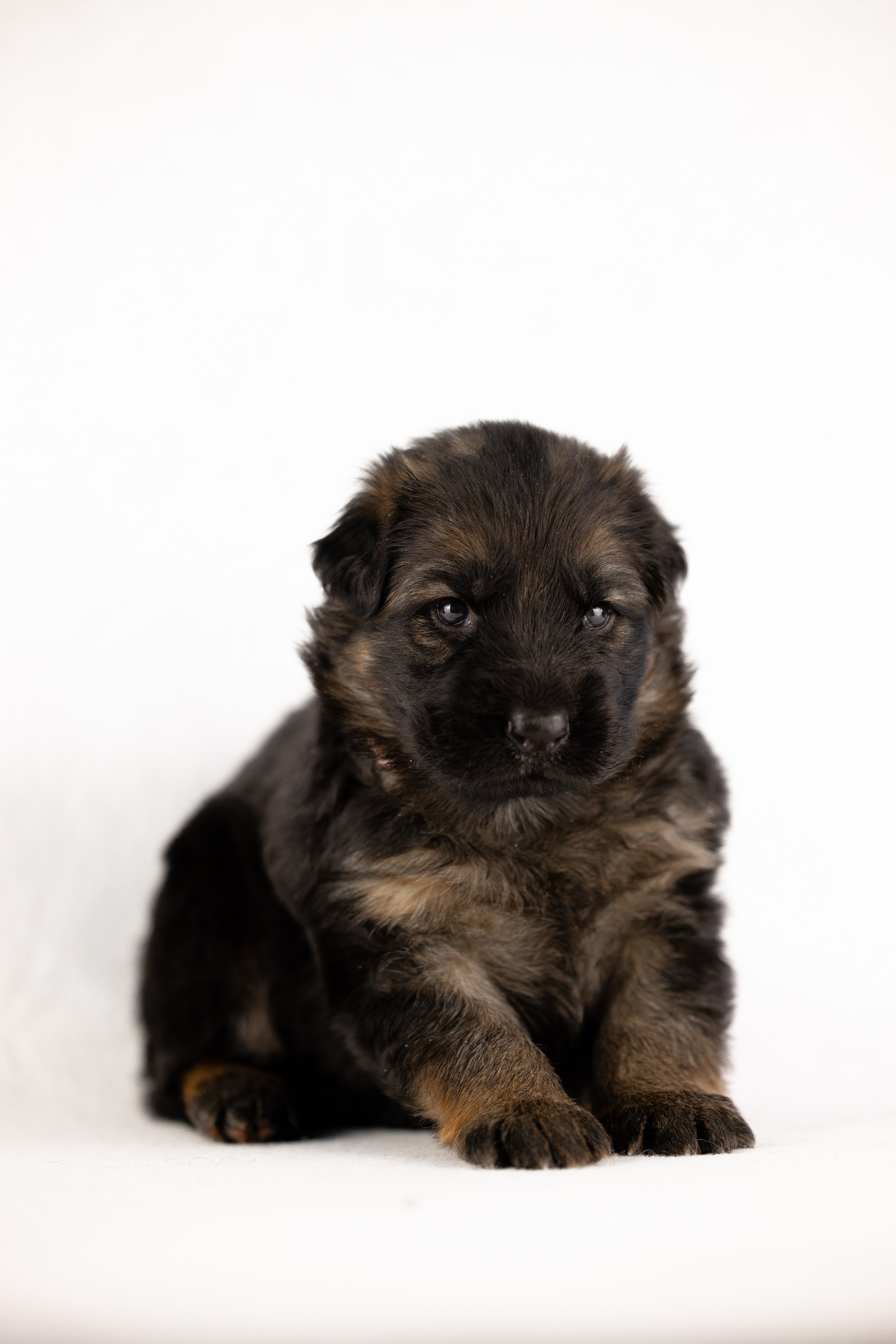 Немецкая овчарка. Фотограф и видеограф анималист Аганина Дарья