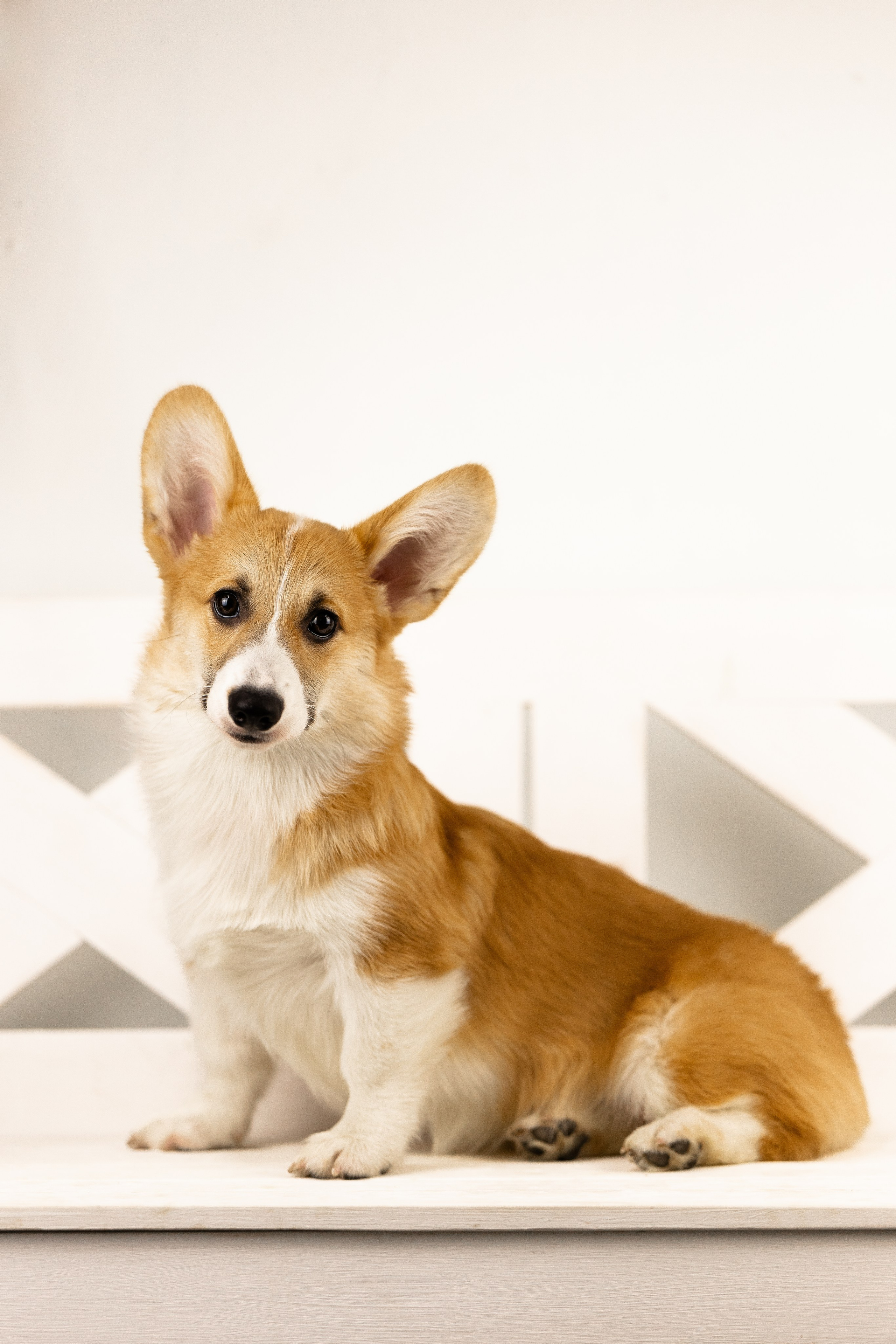 Корги. Фотограф и видеограф анималист Аганина Дарья