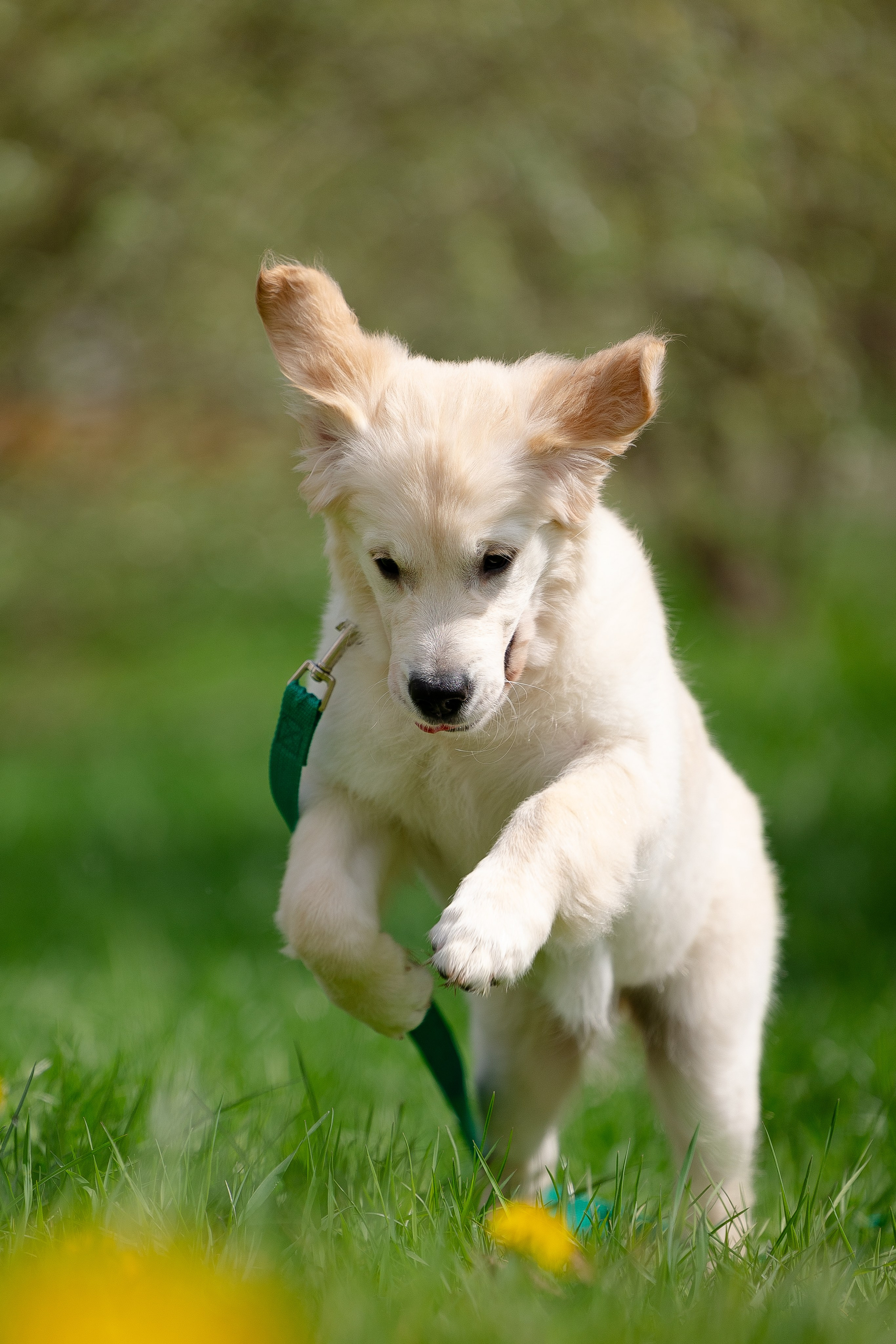Голден ретривер. Фотограф и видеограф анималист Аганина Дарья