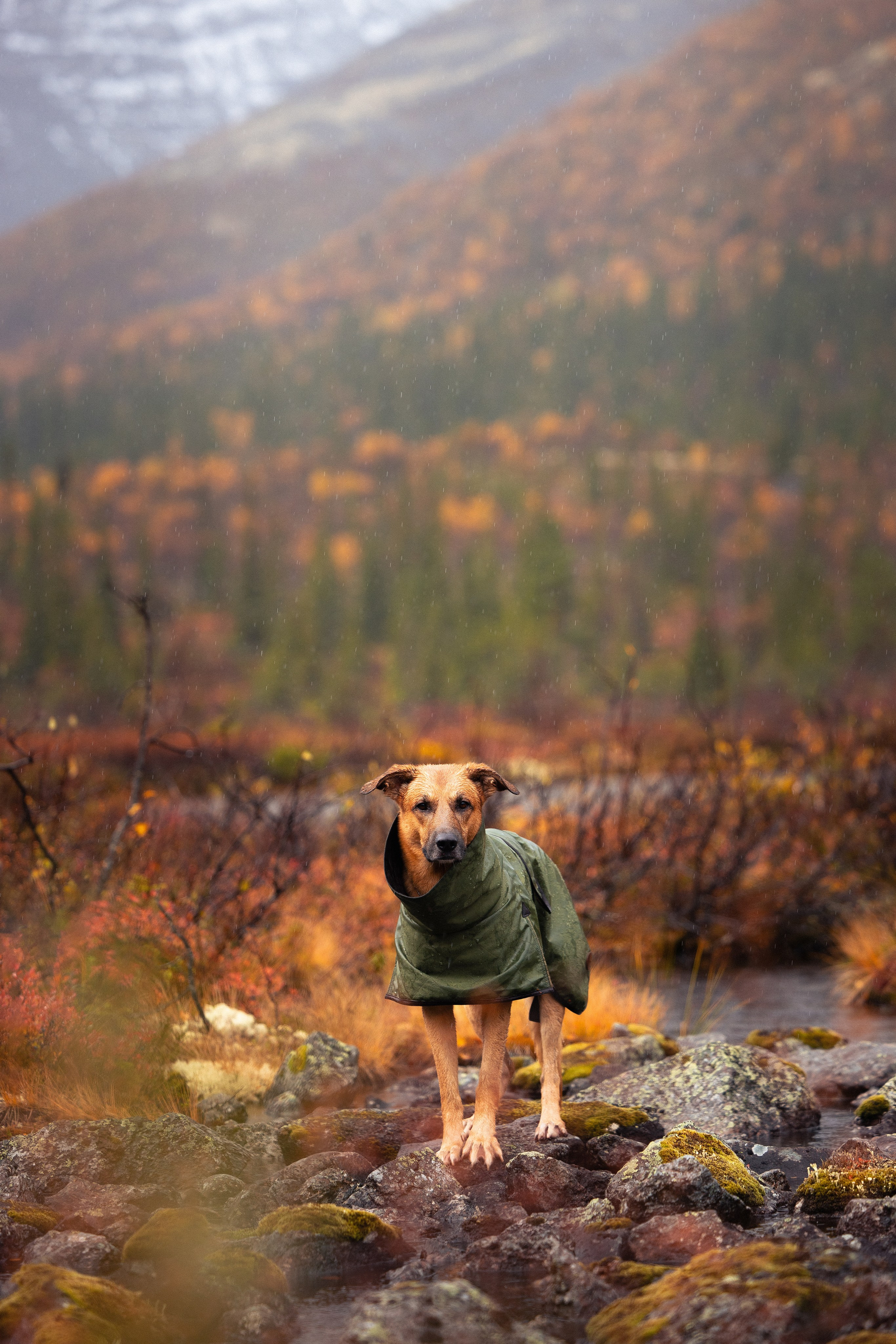 Кольский. Фотограф и видеограф анималист Аганина Дарья
