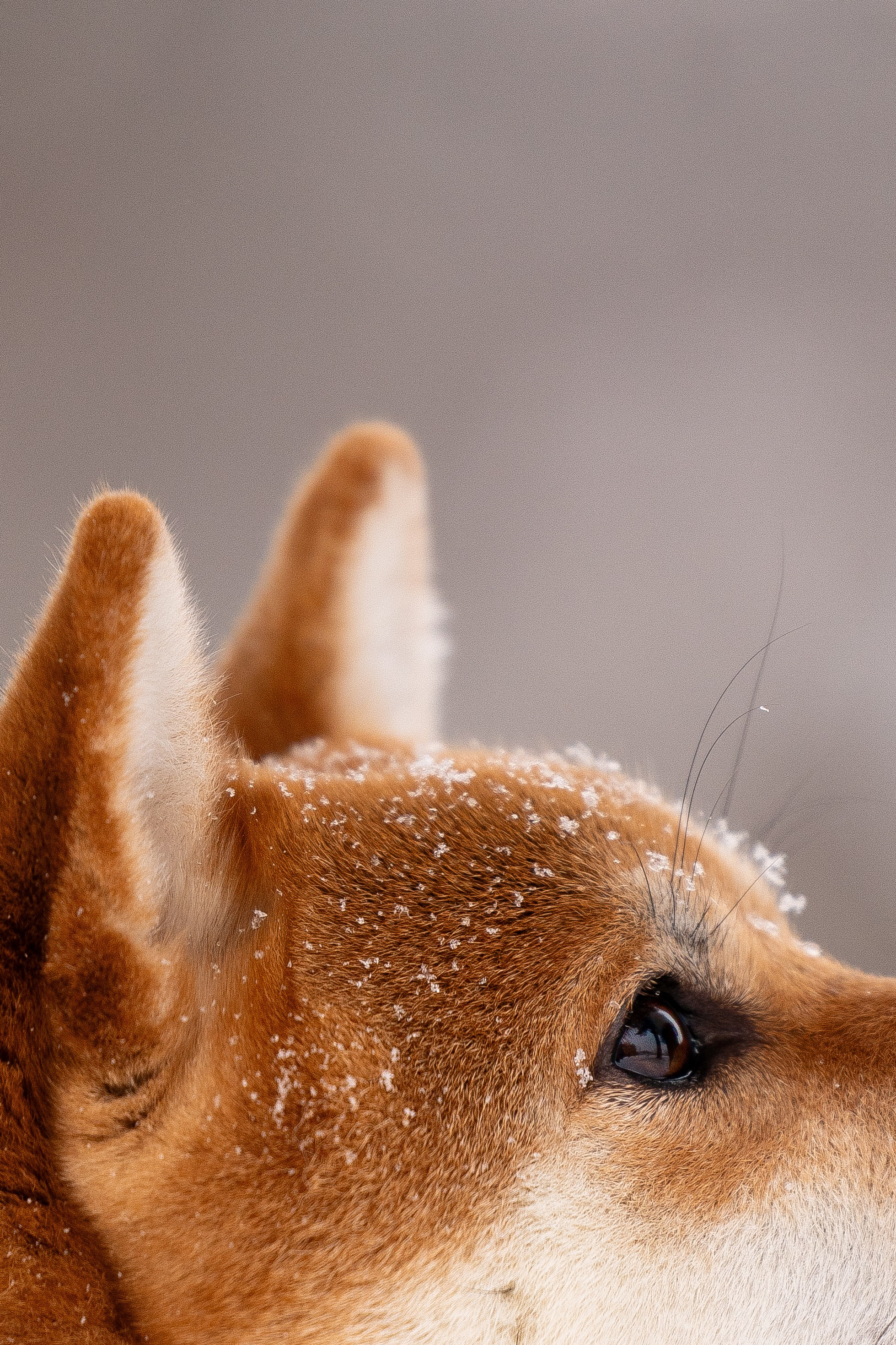 Юми, Серж и Тоши. Фотограф и видеограф анималист Аганина Дарья