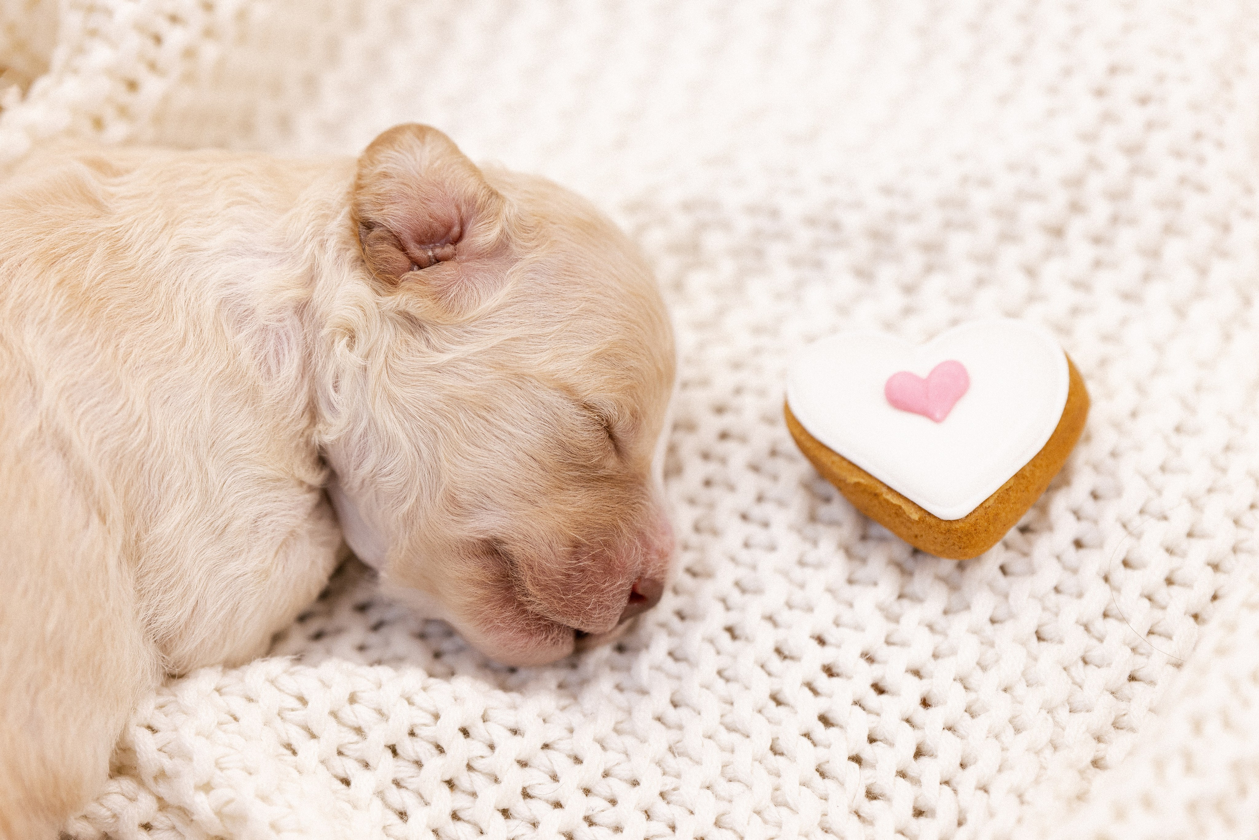 Лаготто Романьоло. Фотограф и видеограф анималист Аганина Дарья