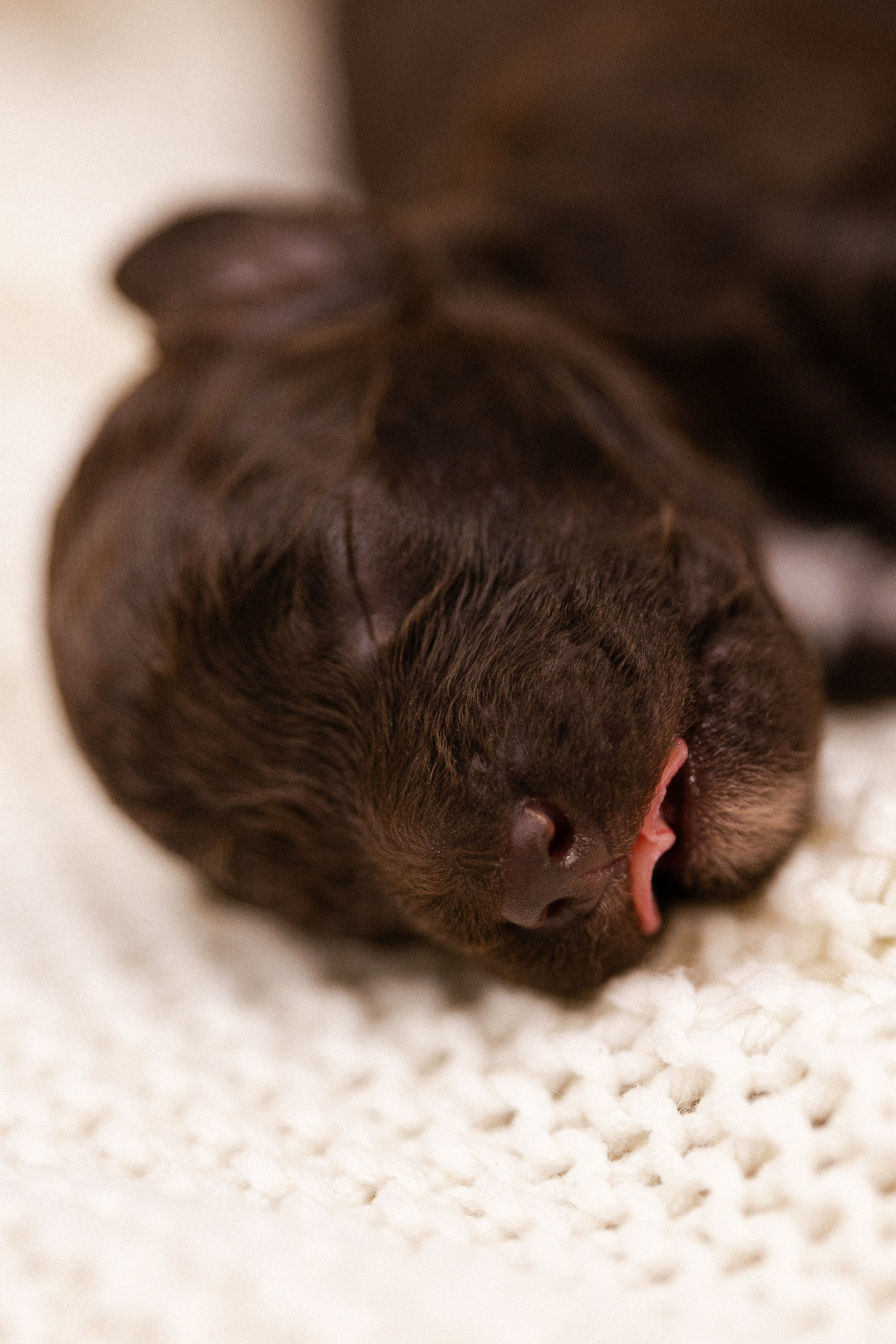Лаготто Романьоло. Фотограф и видеограф анималист Аганина Дарья