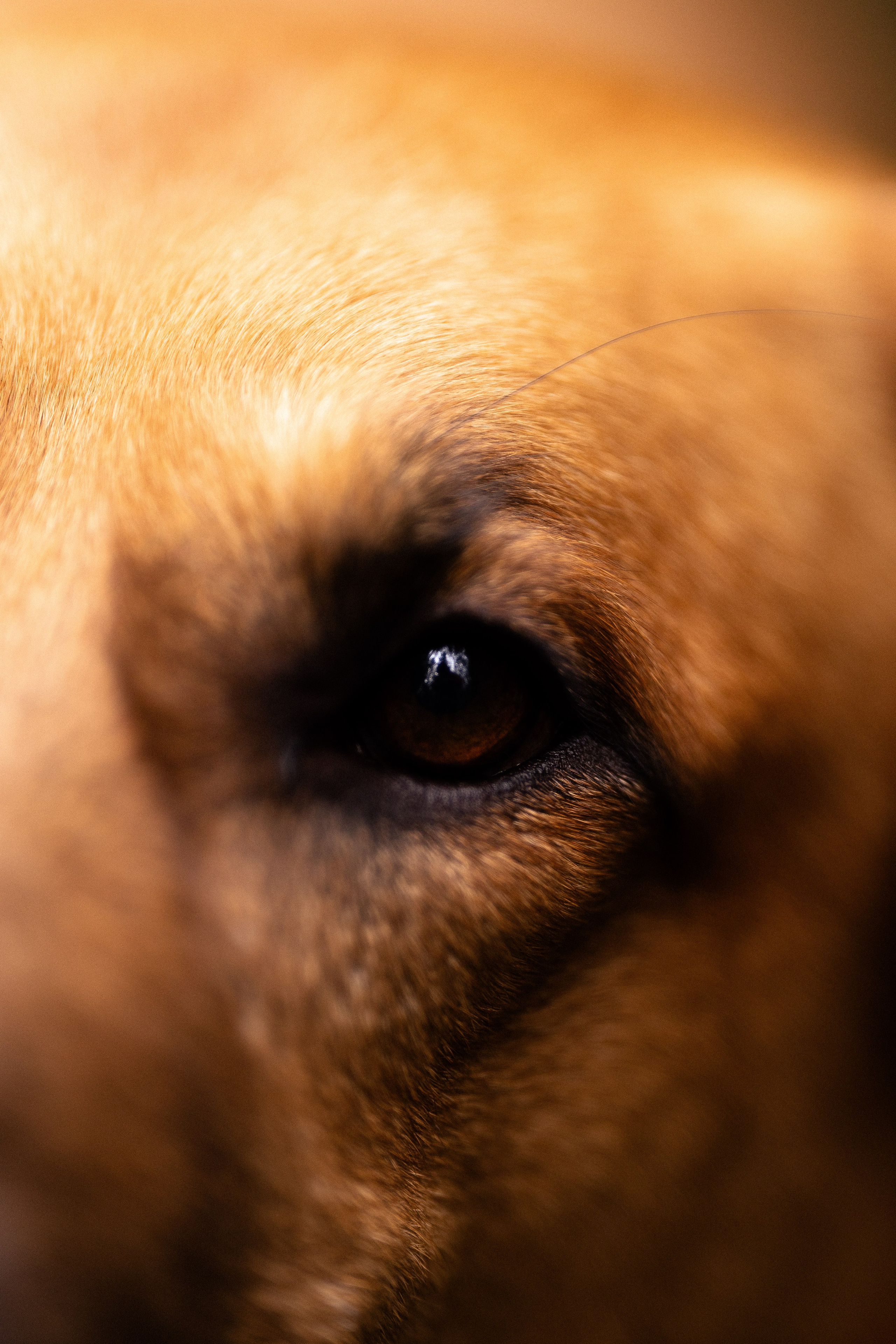 Karelia. Фотограф и видеограф анималист Аганина Дарья