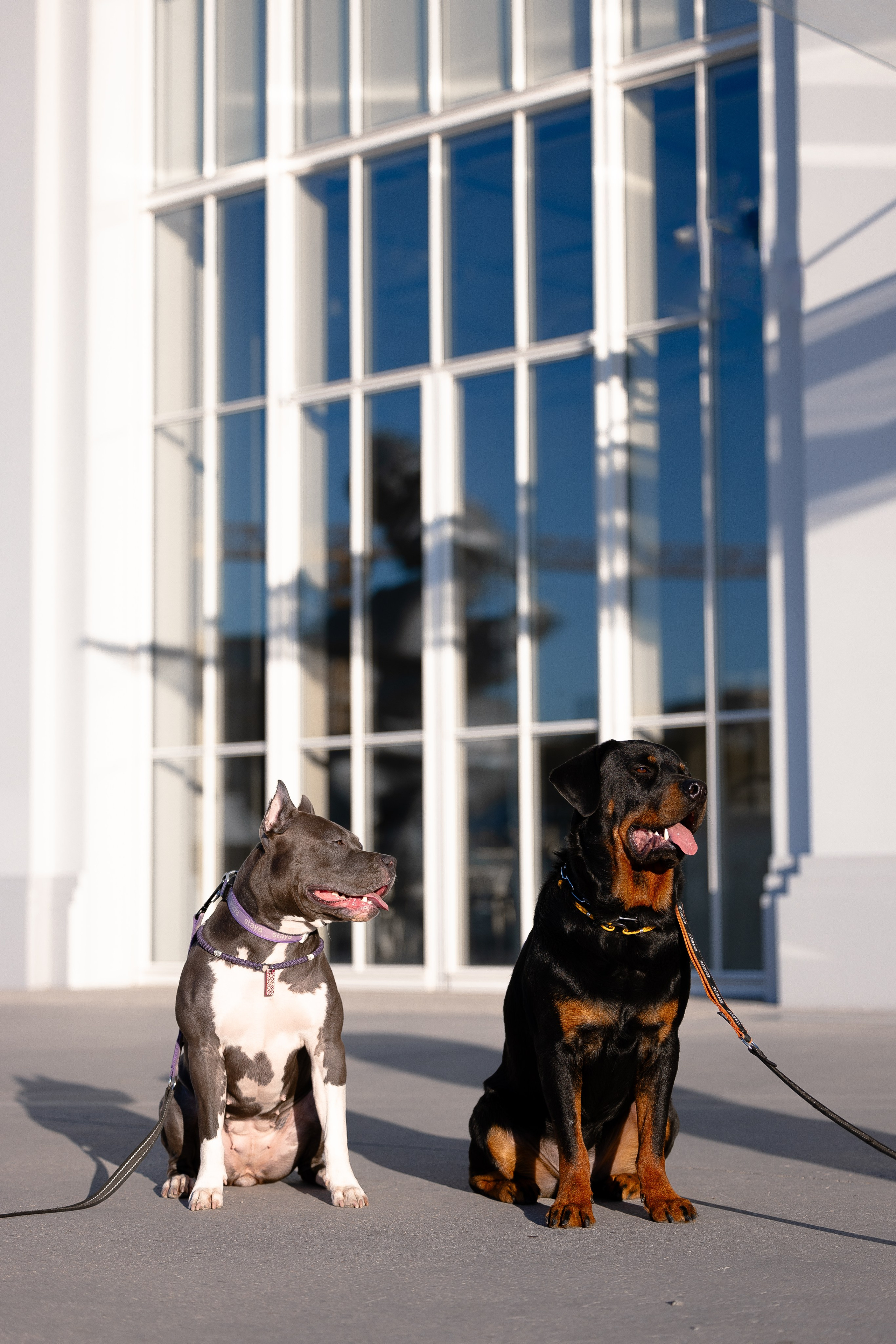 Катя, Леша, Трой и Лея. Фотограф и видеограф анималист Аганина Дарья