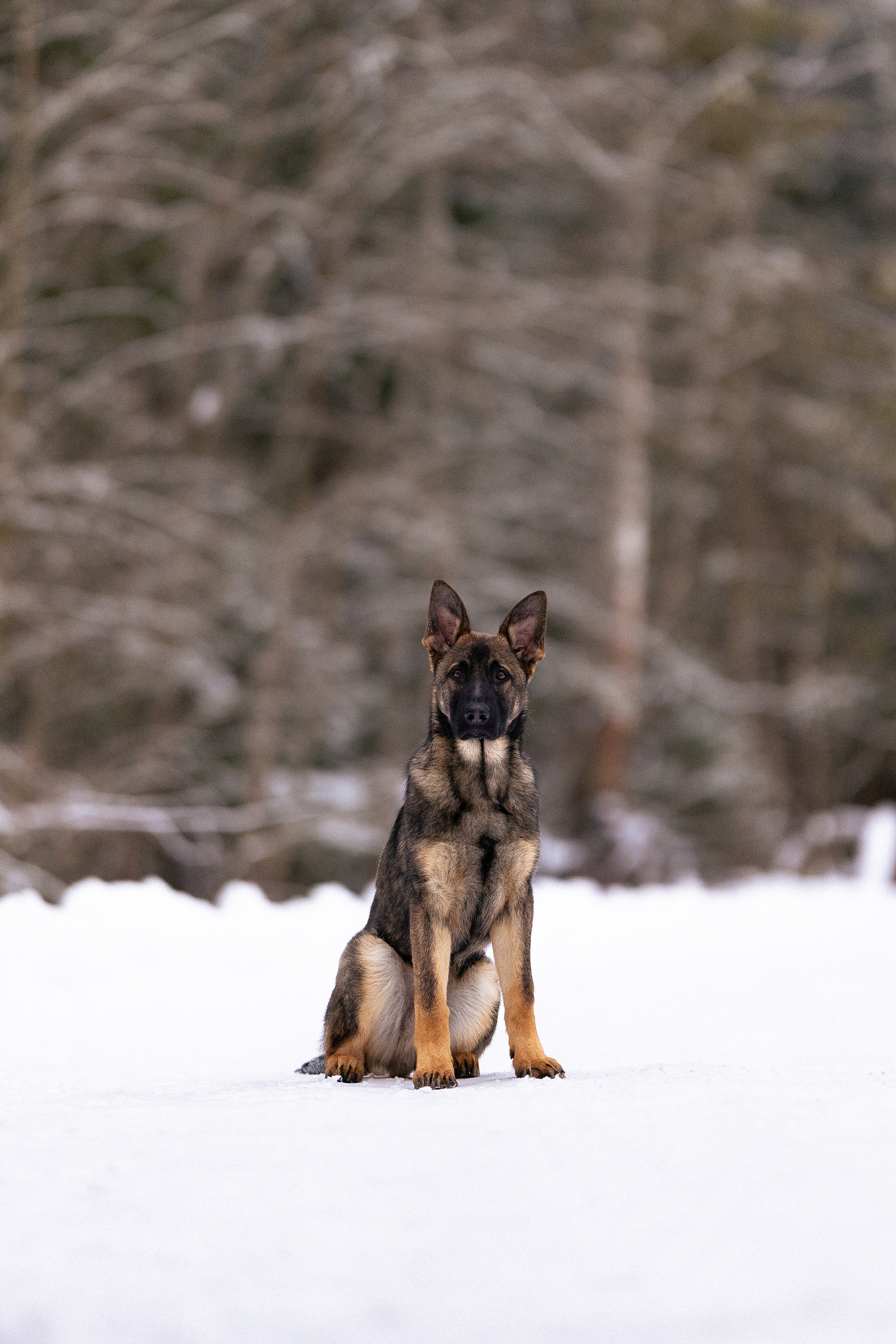 Немецкая овчарка. Фотограф и видеограф анималист Аганина Дарья