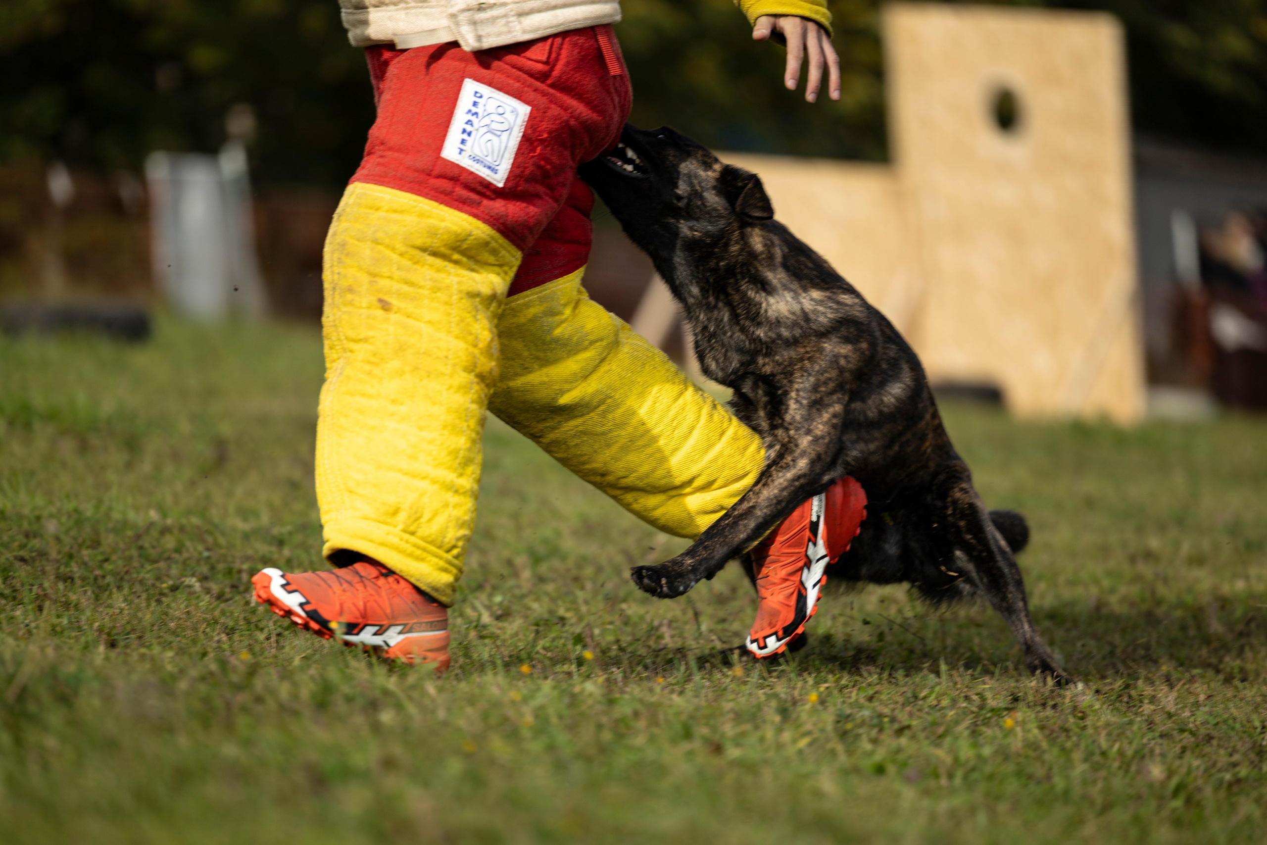 Испытания по Мондьорингу г. Пушкин. Фотограф-анималист Анна Маринич