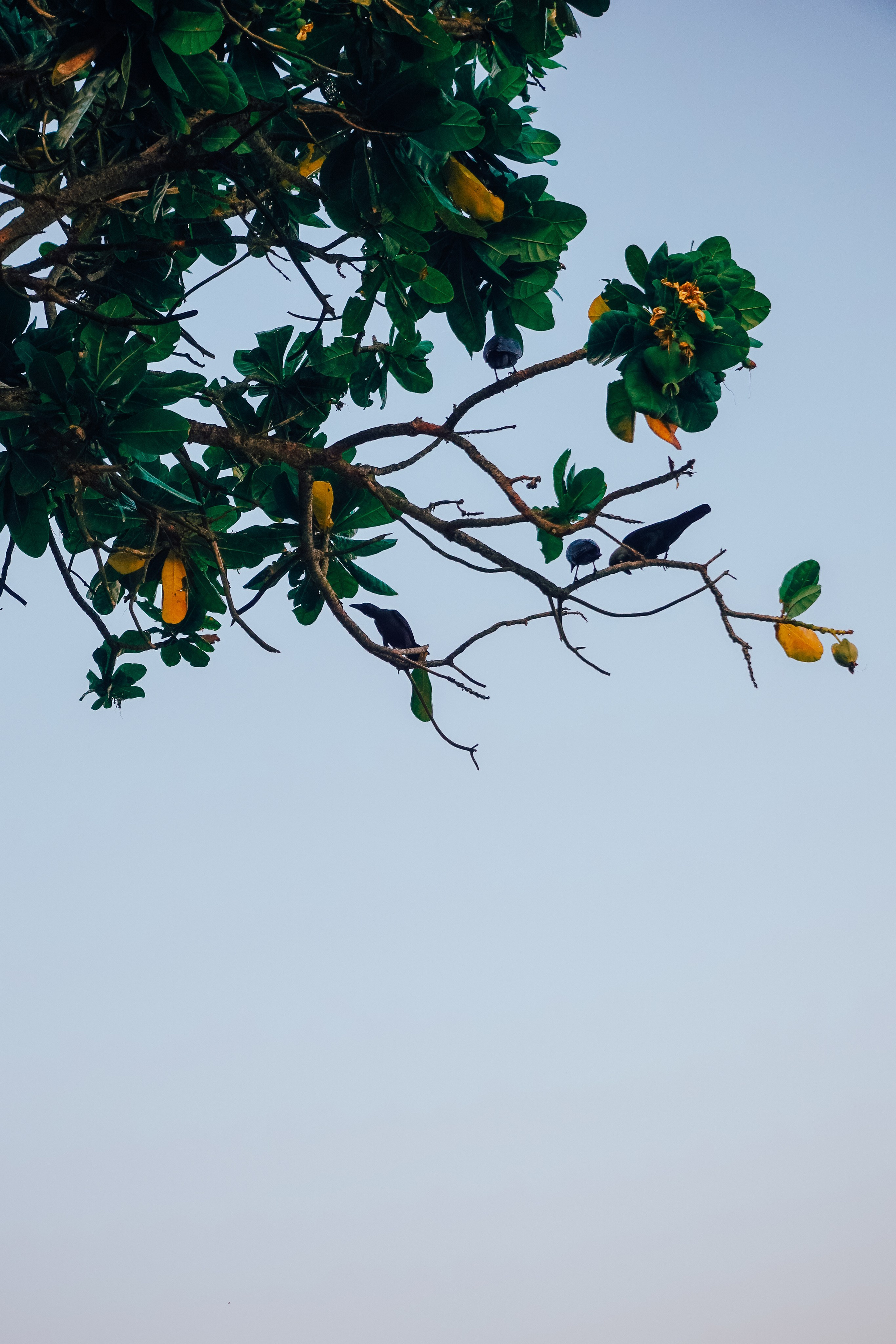Шри-Ланка. Фотограф Алиса Аспер