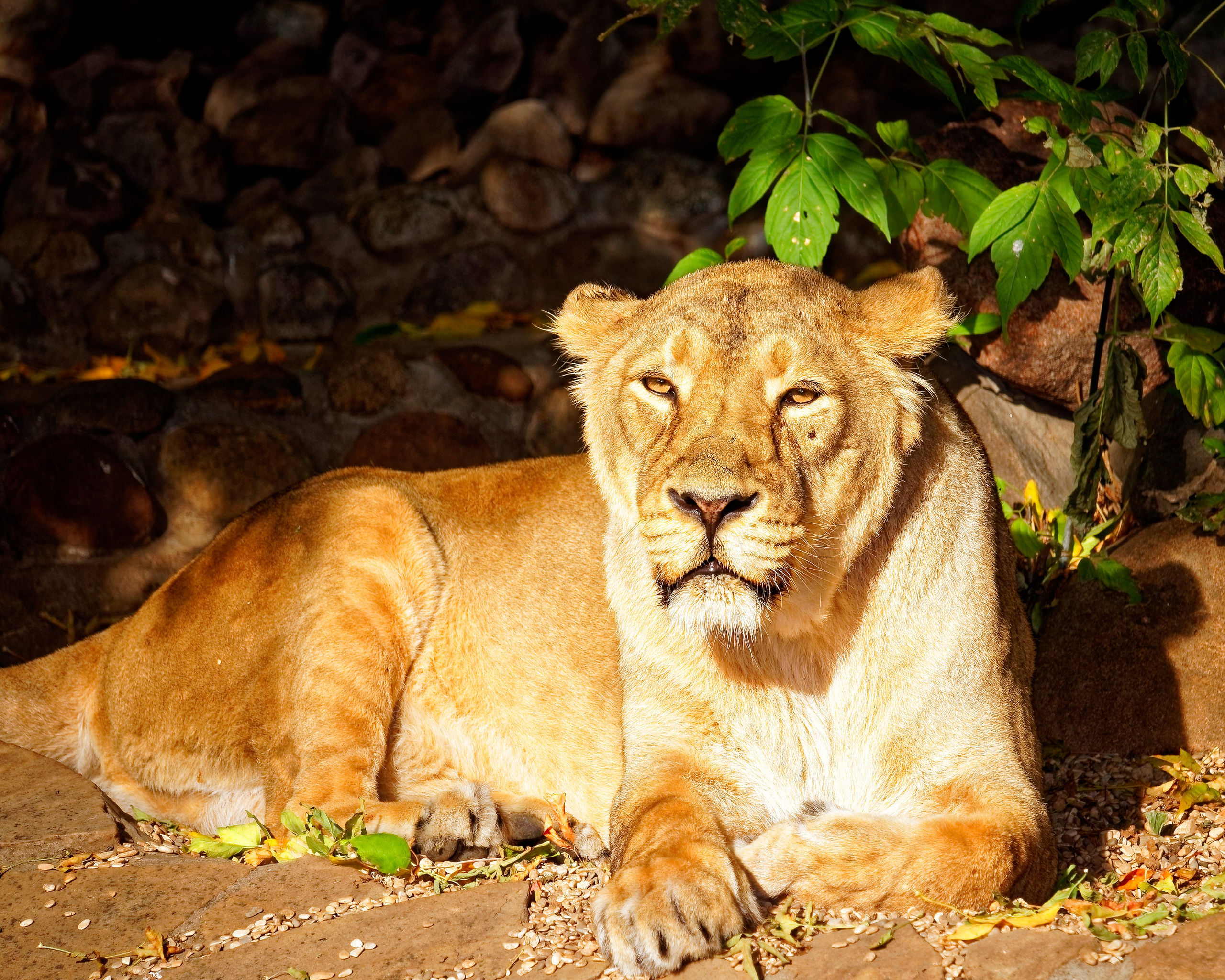 МОСКОВСКИЙ ЗООПАРК. Фотограф Владимир Роля