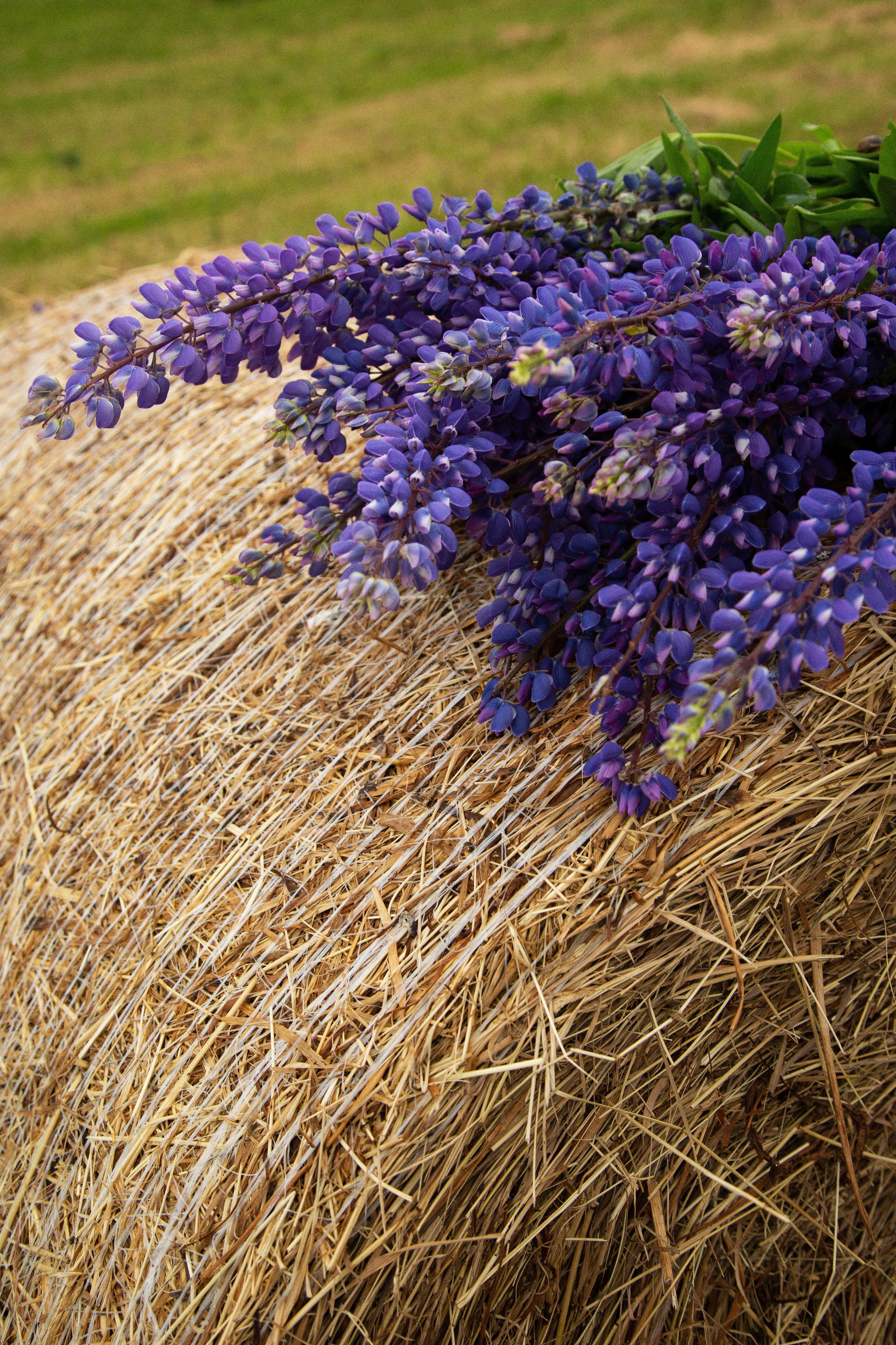 Анна. Millermaniya.ru