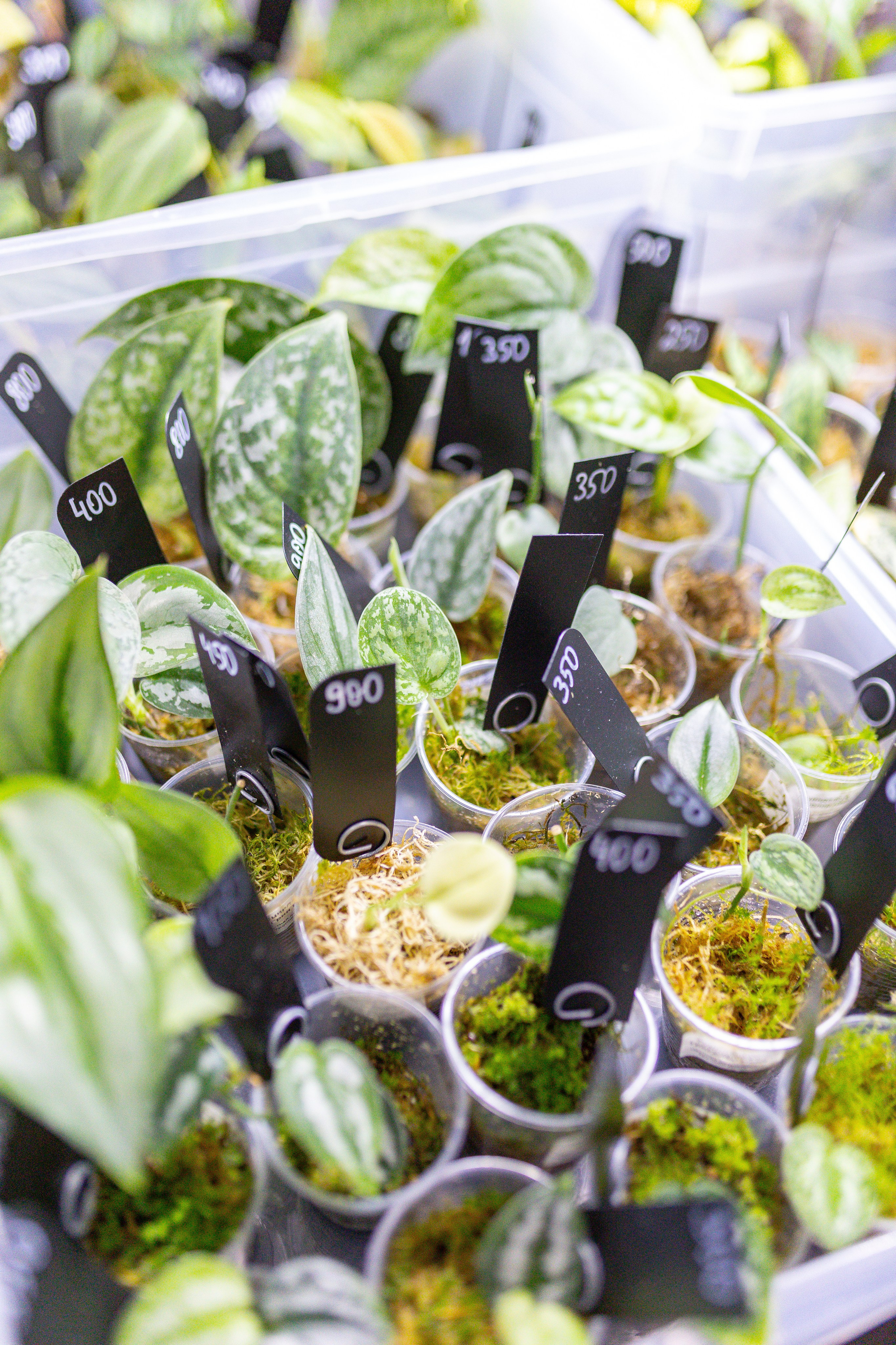 Монстериум 11–12 октября. Александра Куликова фотограф, Москва