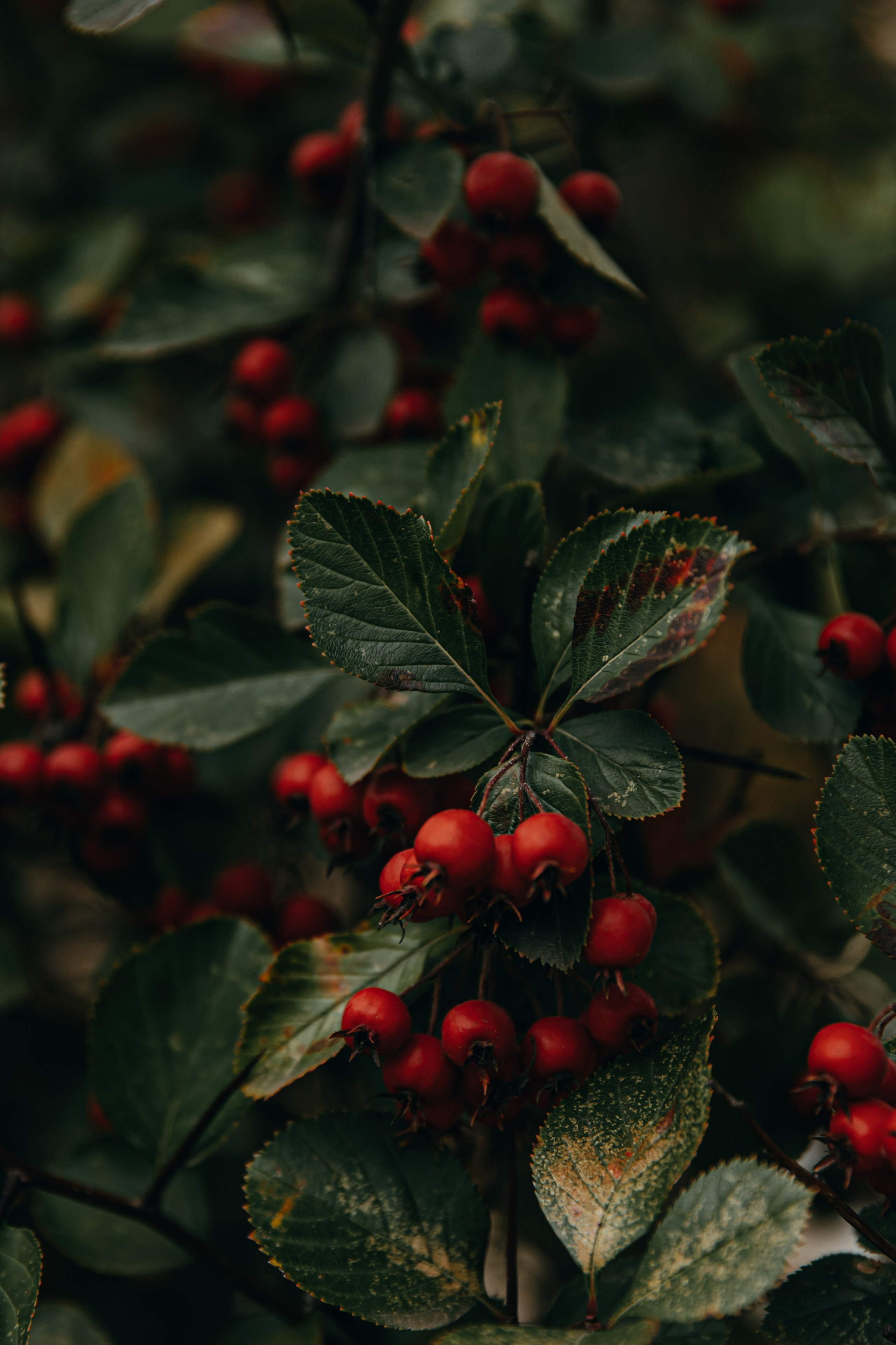 12.10.25. Фотограф в Белгороде Анастасия Веленгурская
