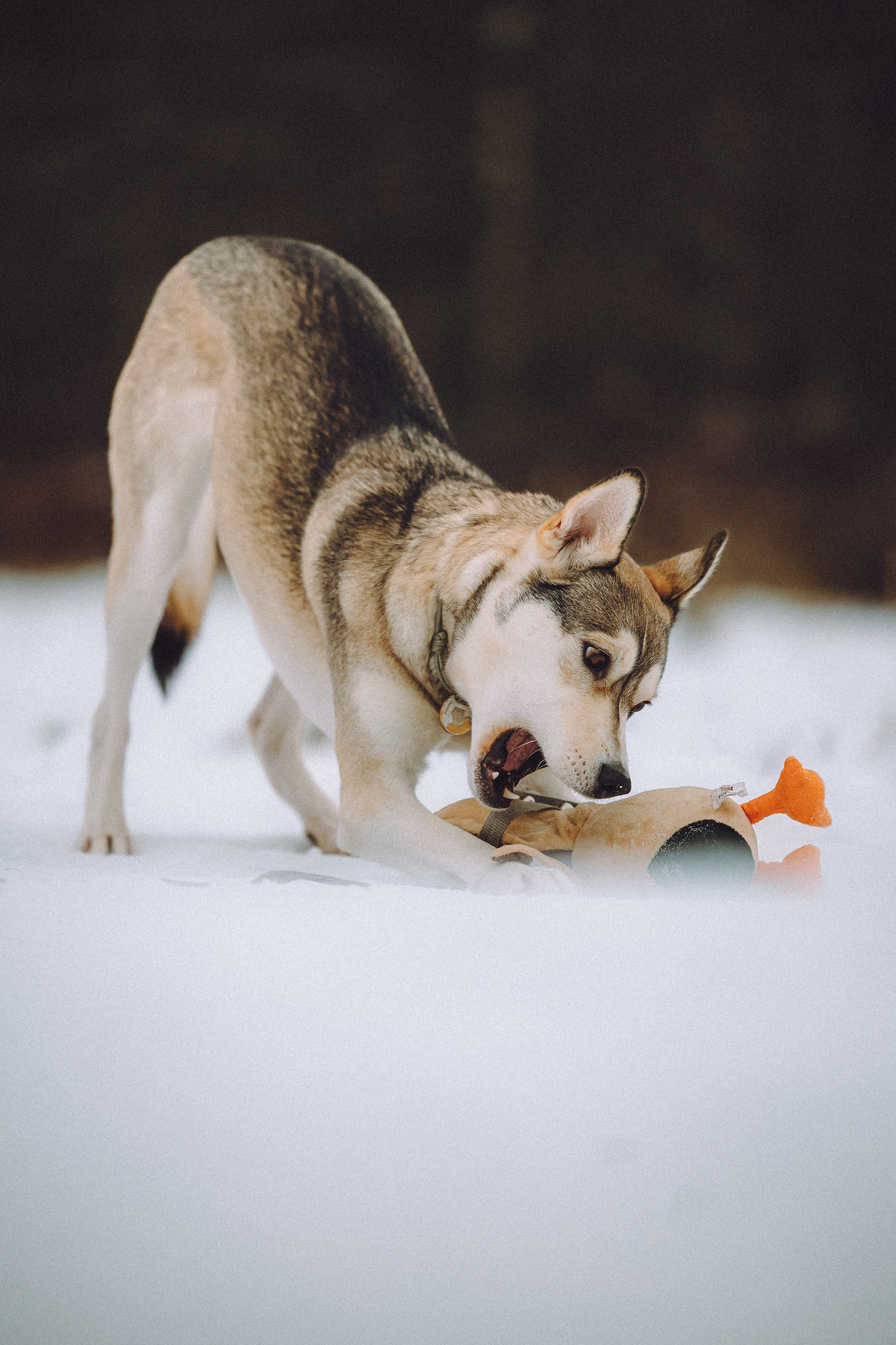 Аня и Рокси