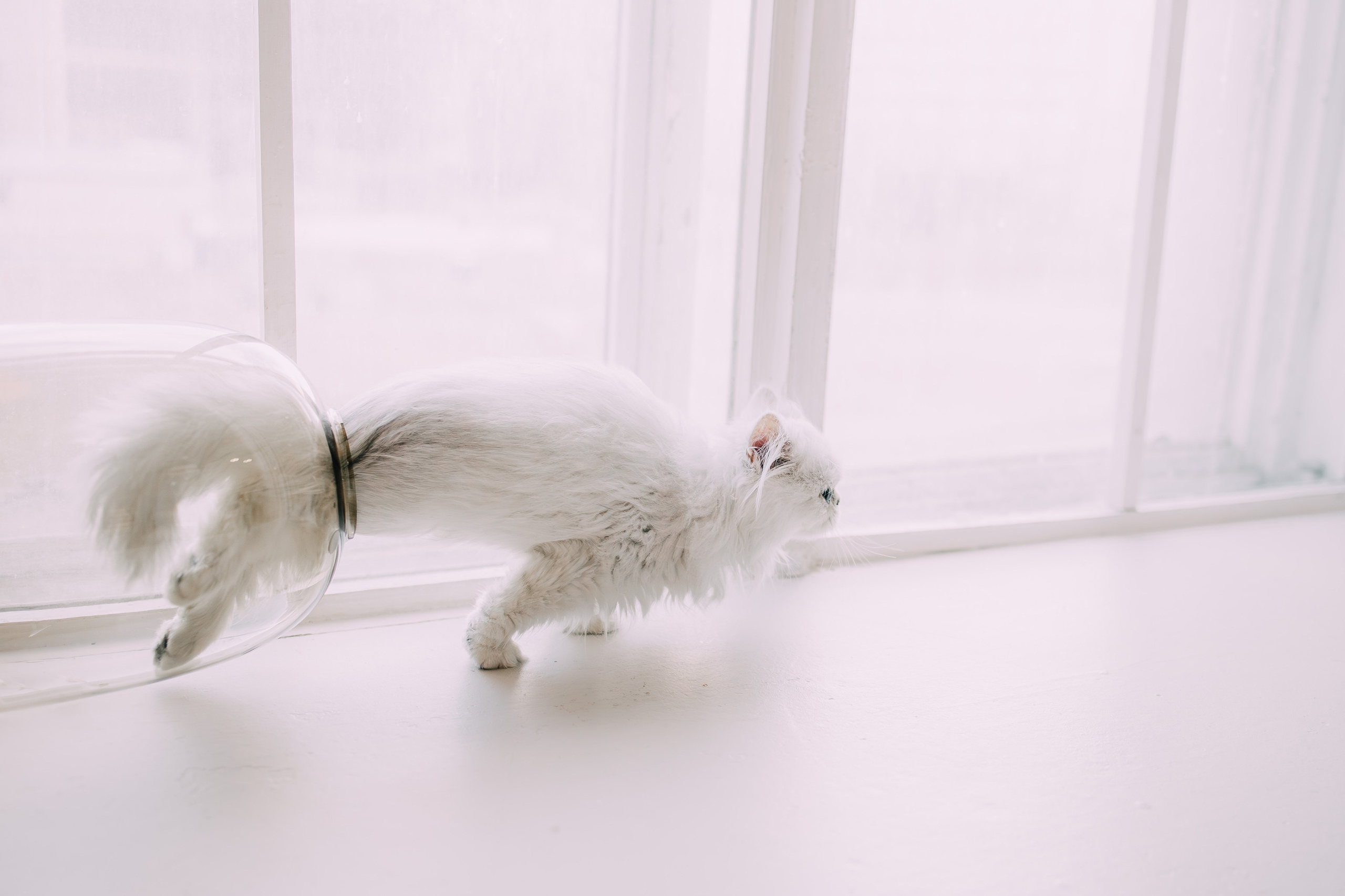 Султан, Мэй Мэй и Шанталь и их семья