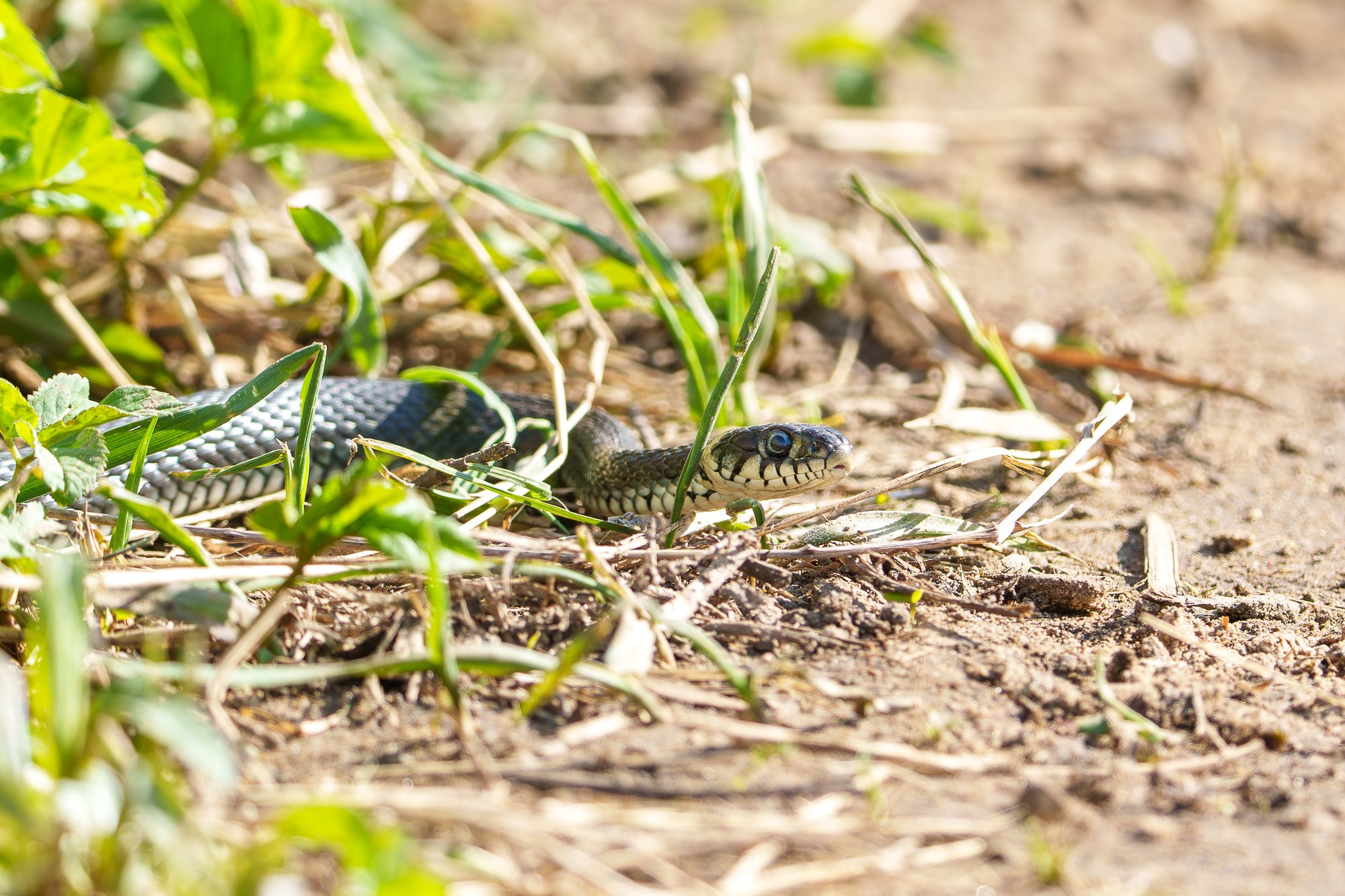 Животные. Ваш личный фотограф Марина Волкова