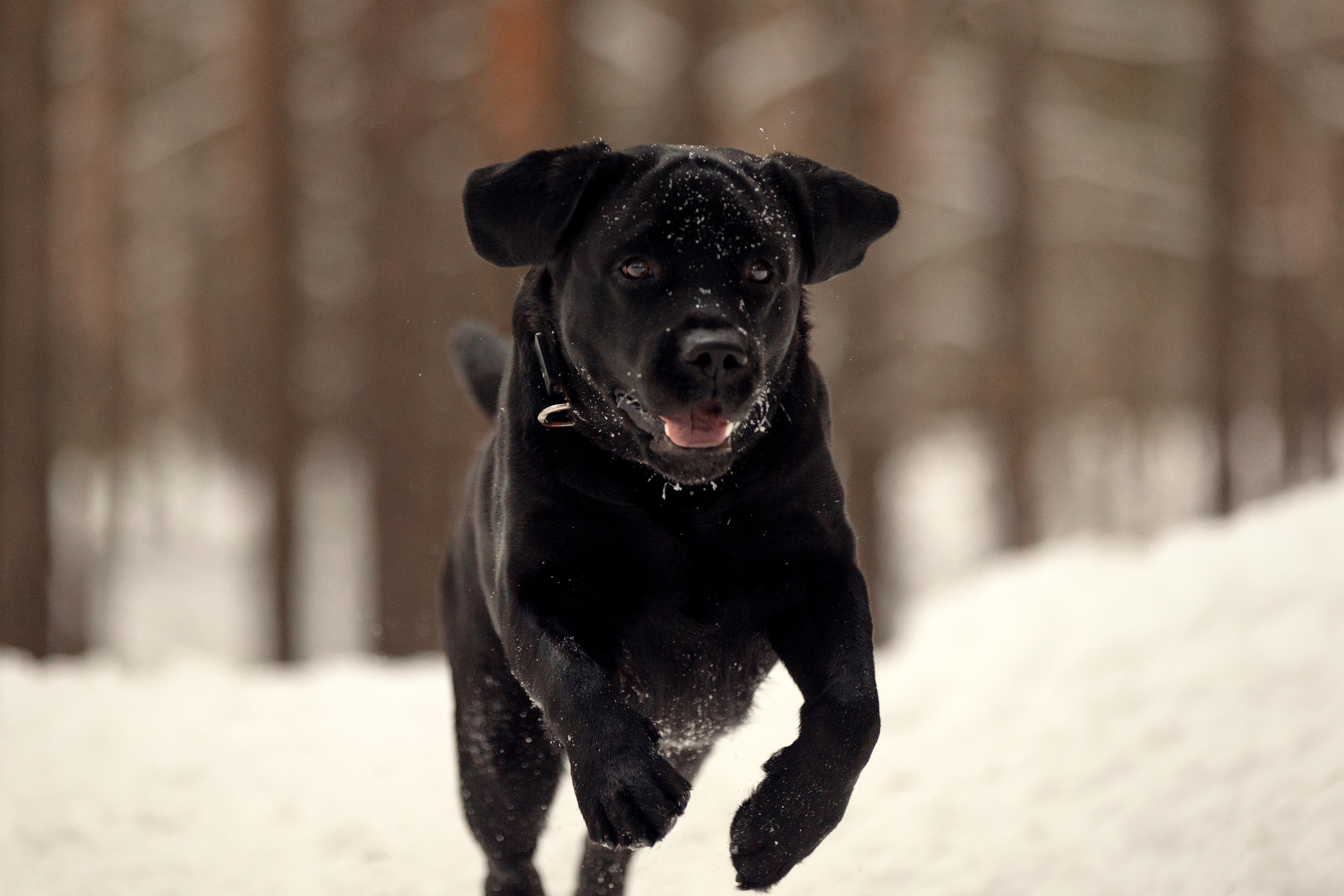 Собаки. Конный фотограф Валынкина Лера