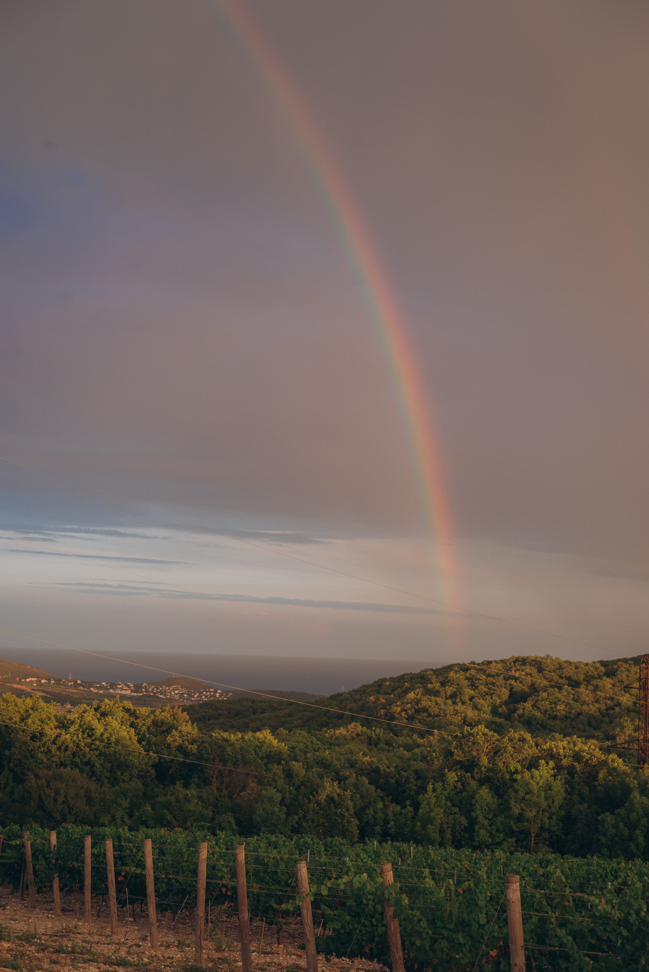 Виноградники. Фотографы Ивановы Краснодарский край