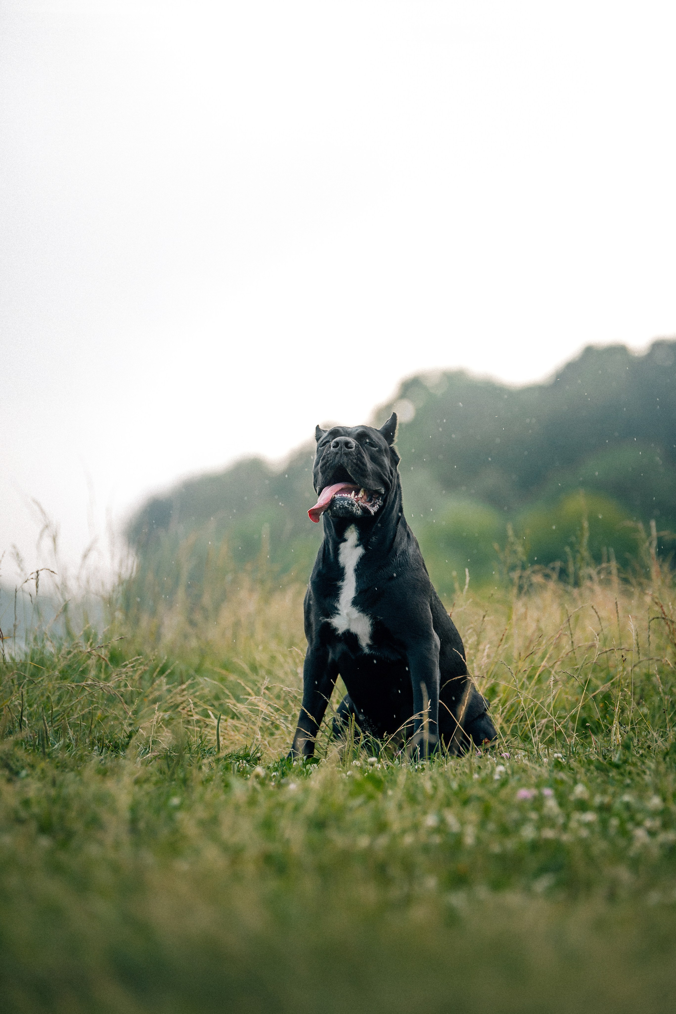 Арина и Николь. Фотограф-анималист Анастасия Парфенова|Екатеринбург