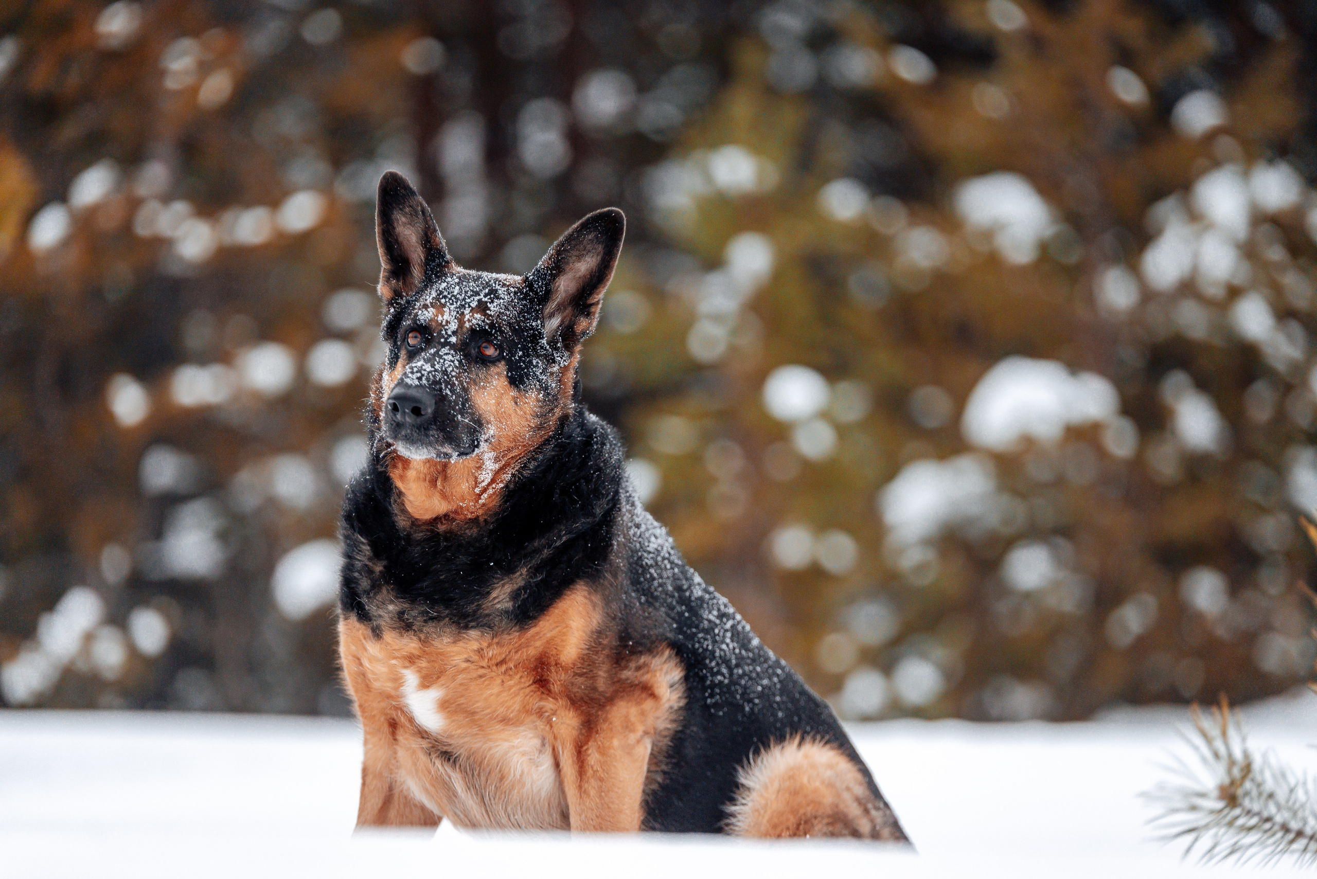 Светлана, Альфа и кошки ✨. Фотограф-анималист Анастасия Парфенова|Екатеринбург