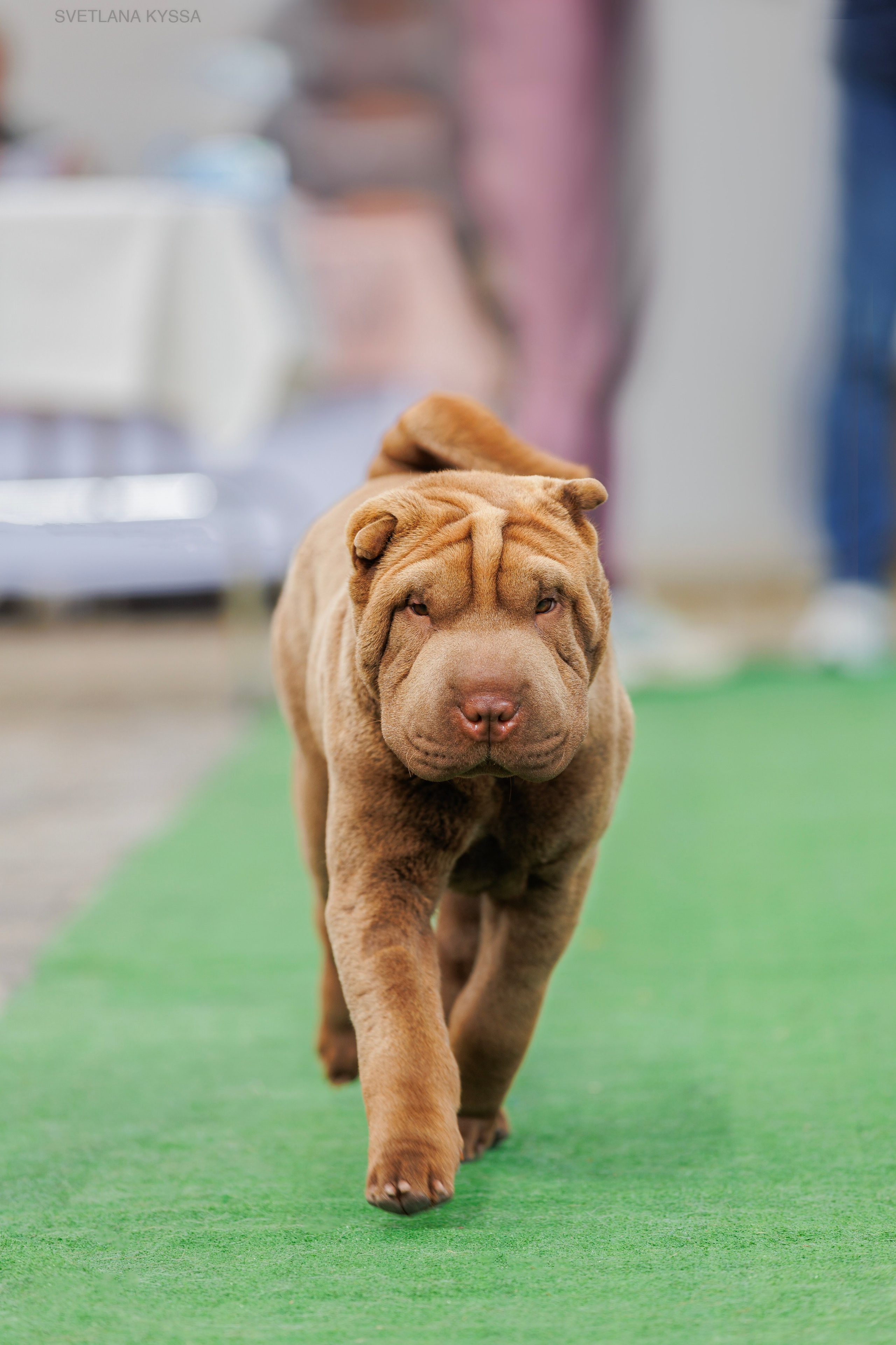 Фото с выставки собак. Фотограф — анималист Светлана Кысса|фотограф собак в Краснодаре и Нижнем Новгороде