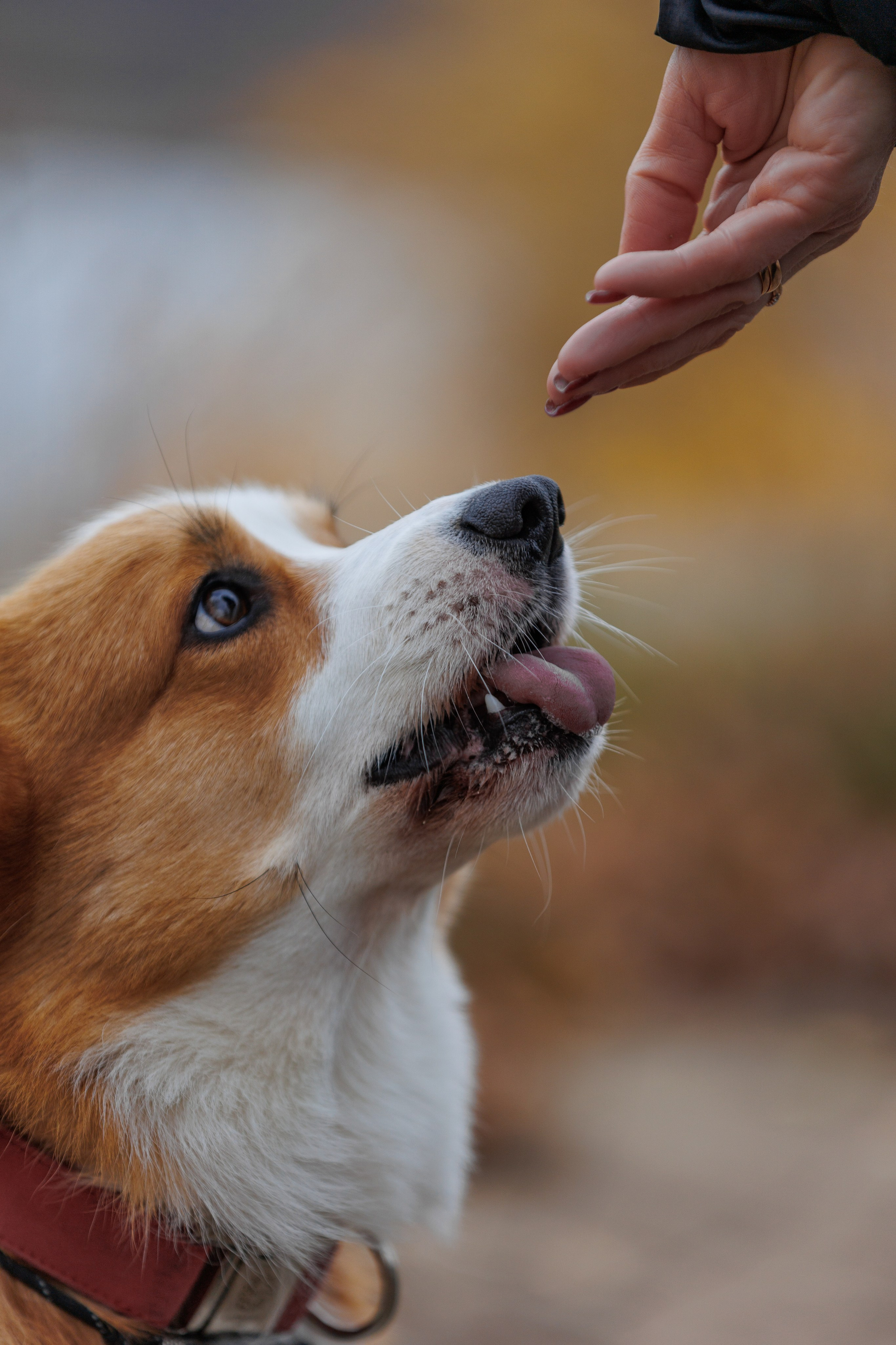 Надя и Перси. Фотограф — анималист Светлана Кысса|фотограф собак в Краснодаре и Нижнем Новгороде