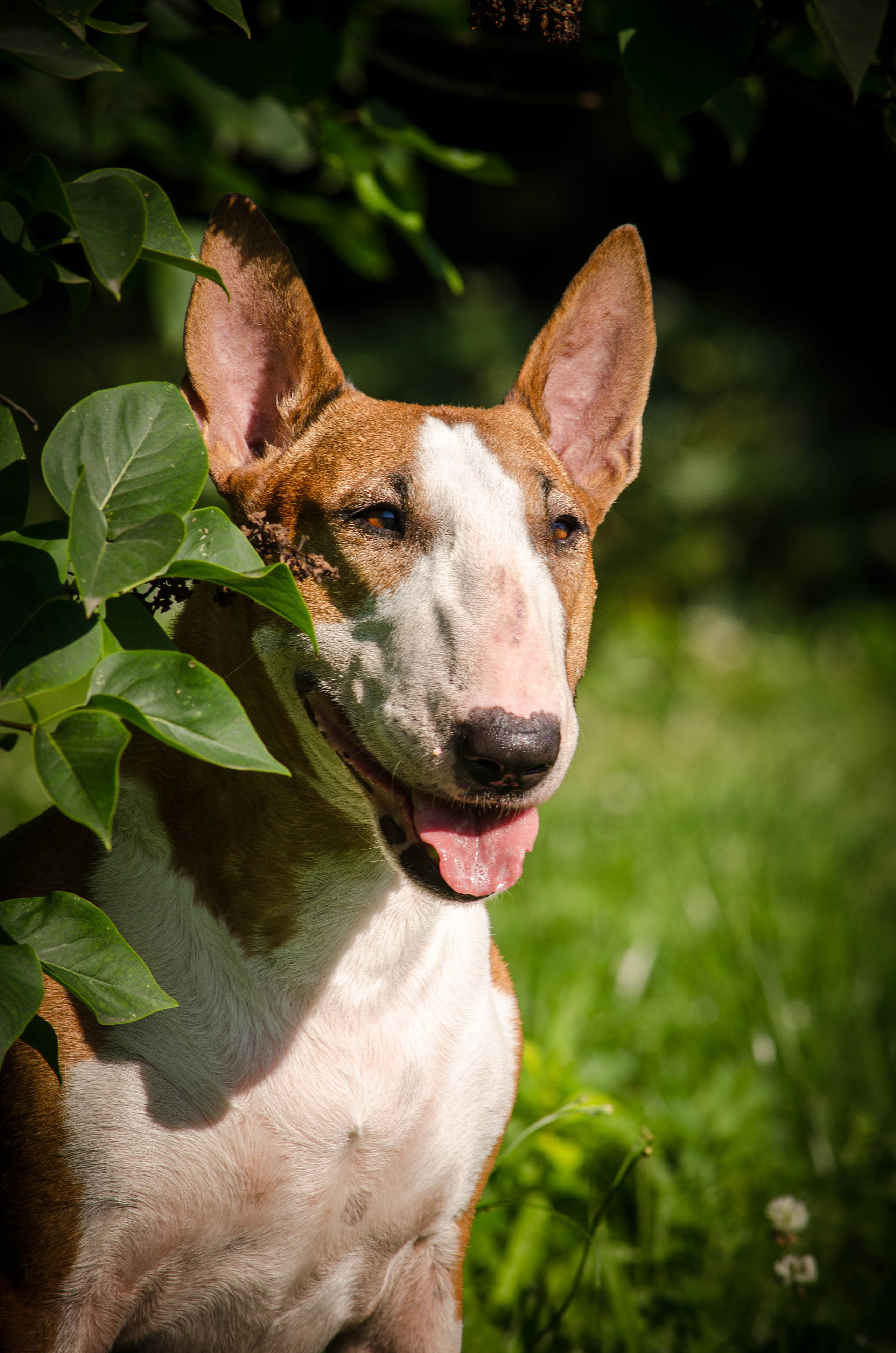 Пуля. Фотограф Светлана Блинова, Москва и Московская область