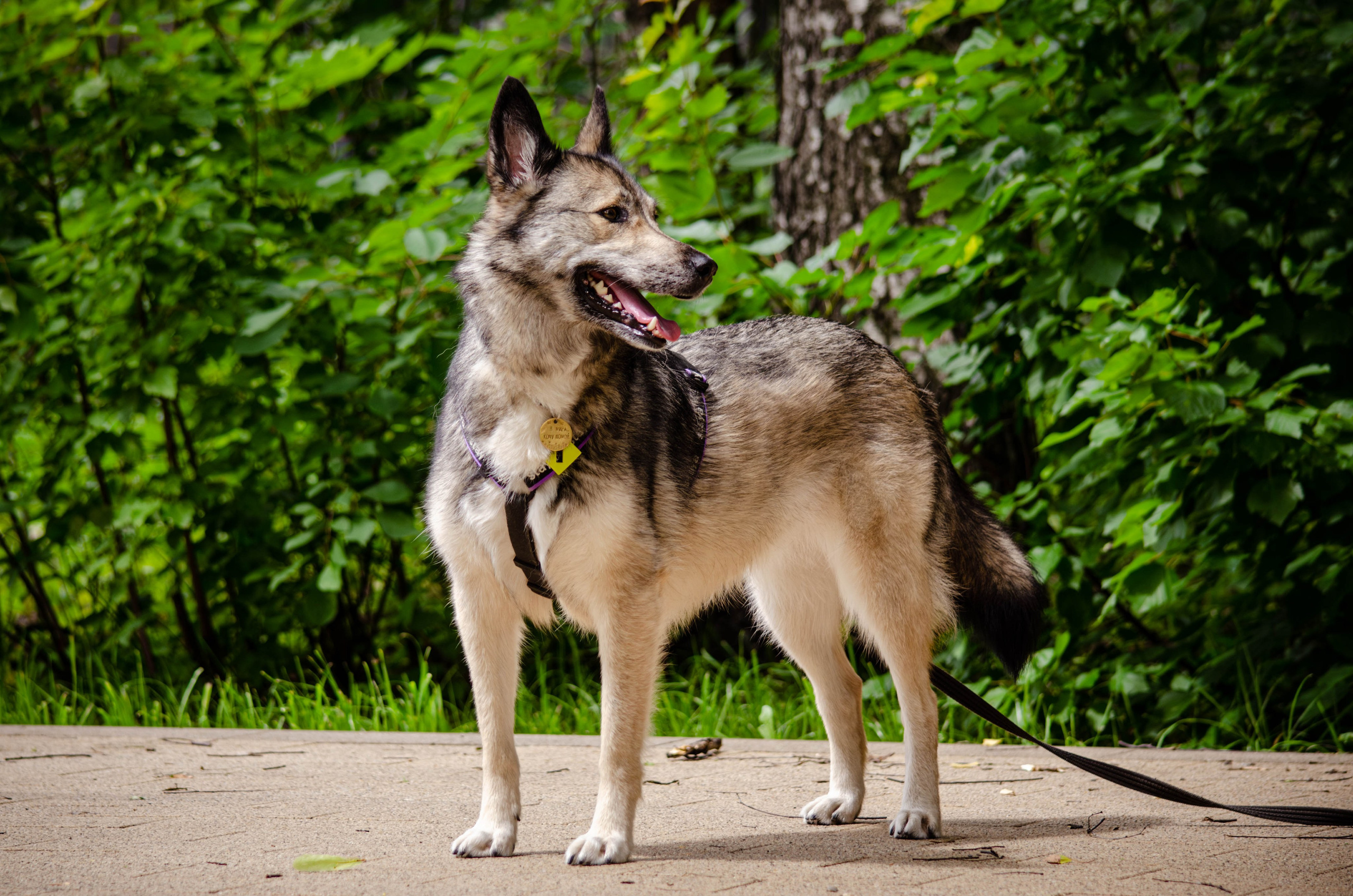 Мира и Чиж. Фотограф Светлана Блинова, Москва и Московская область