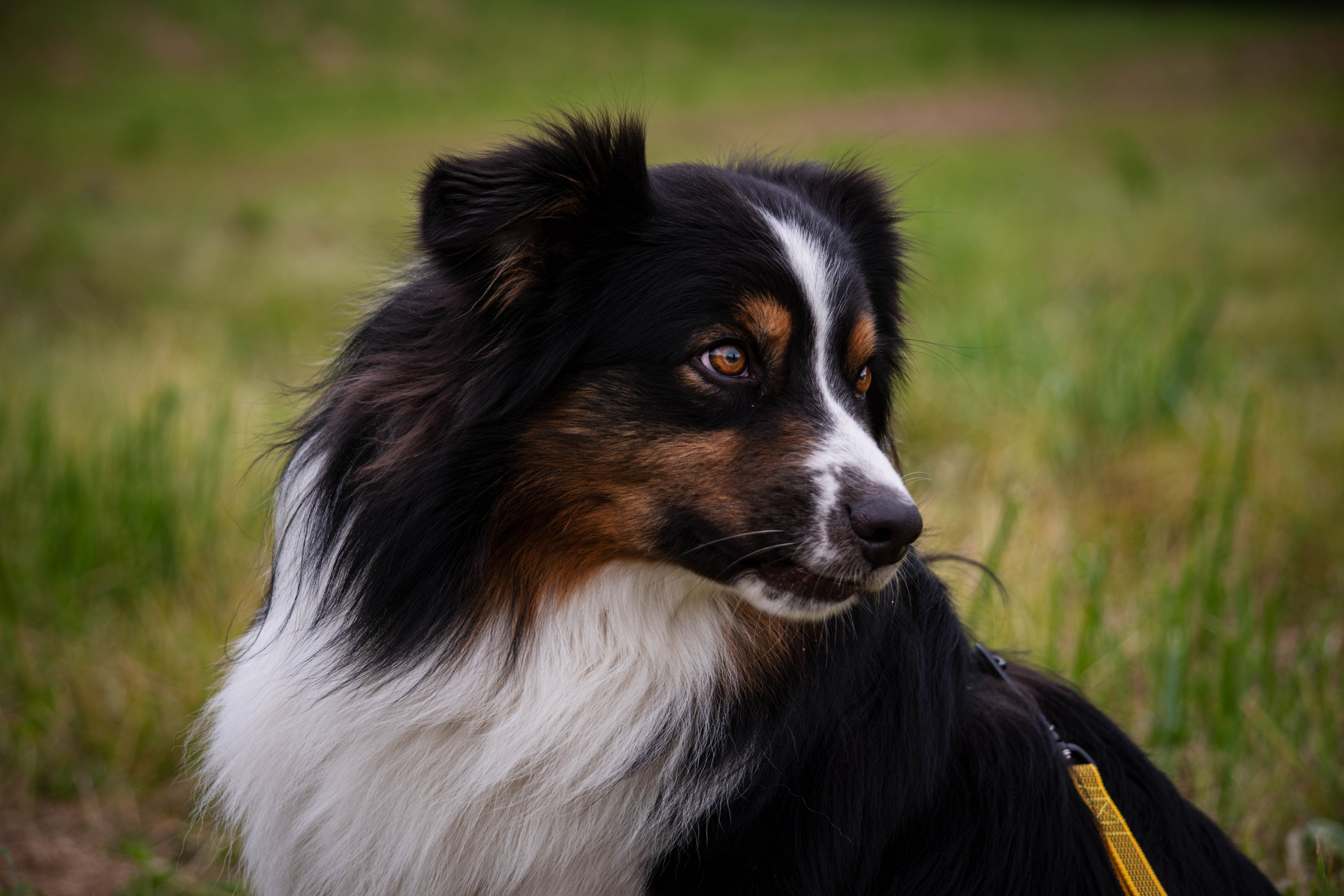Прогулка в парке Митино. Фотограф Светлана Блинова, Москва и Московская область