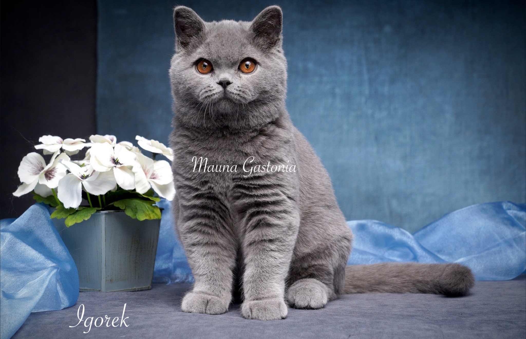 Igorek. Mauna Gastonia