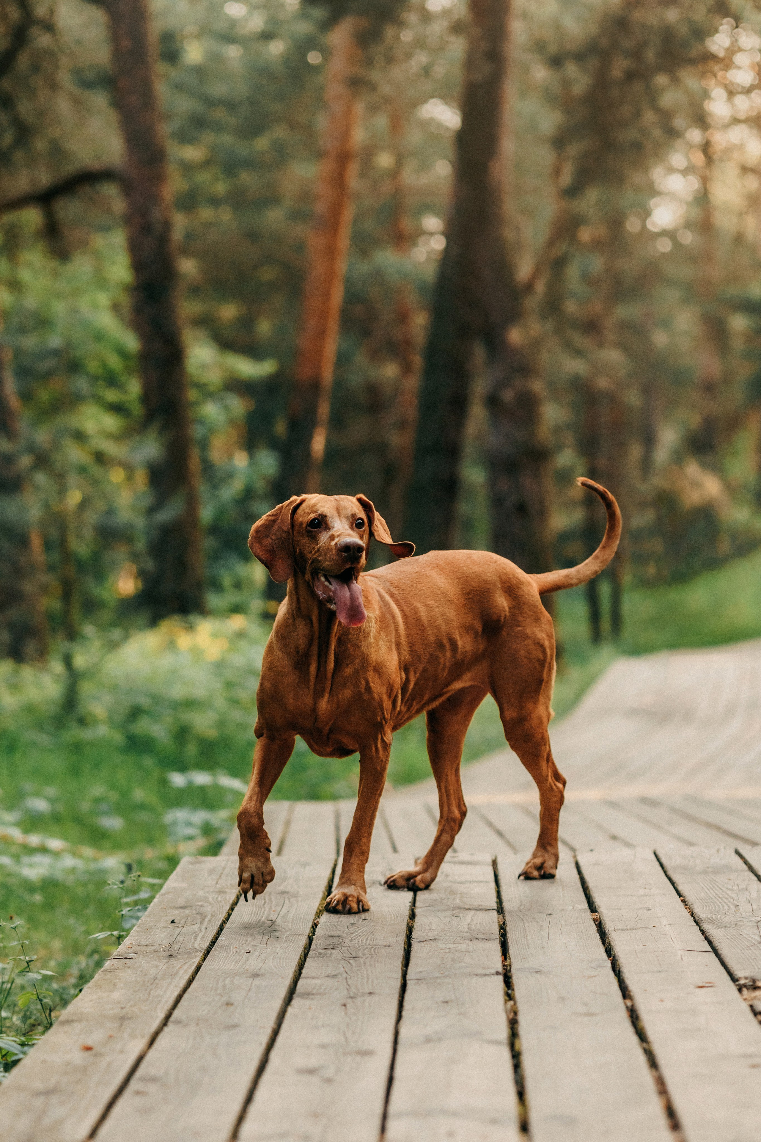 Марина, Глеб, Мая и Чили. Фотограф-анималист Елена Радченко, Москва