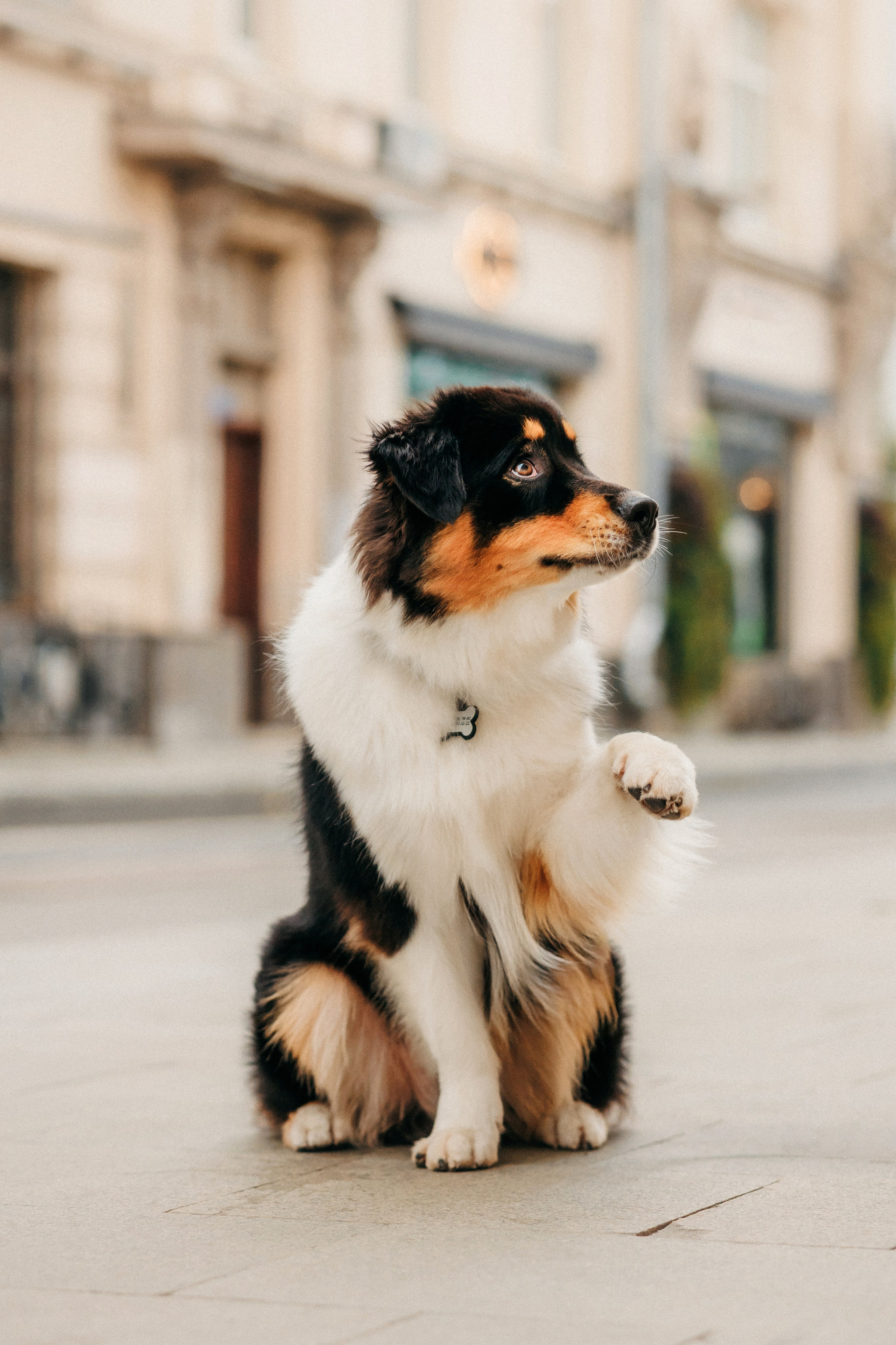 Лена и Рэй. Фотограф-анималист Елена Радченко, Москва
