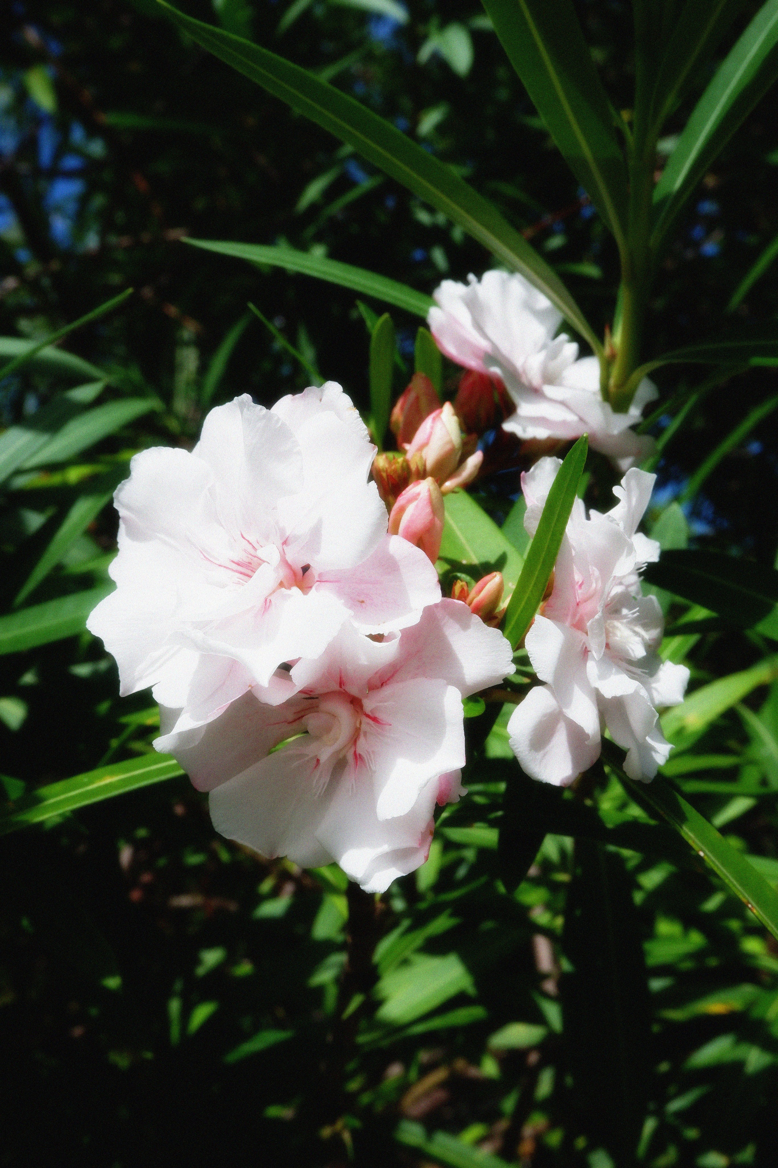 MALDIVES&BAHRAIN. ANNA — PHOTOGRAPHER