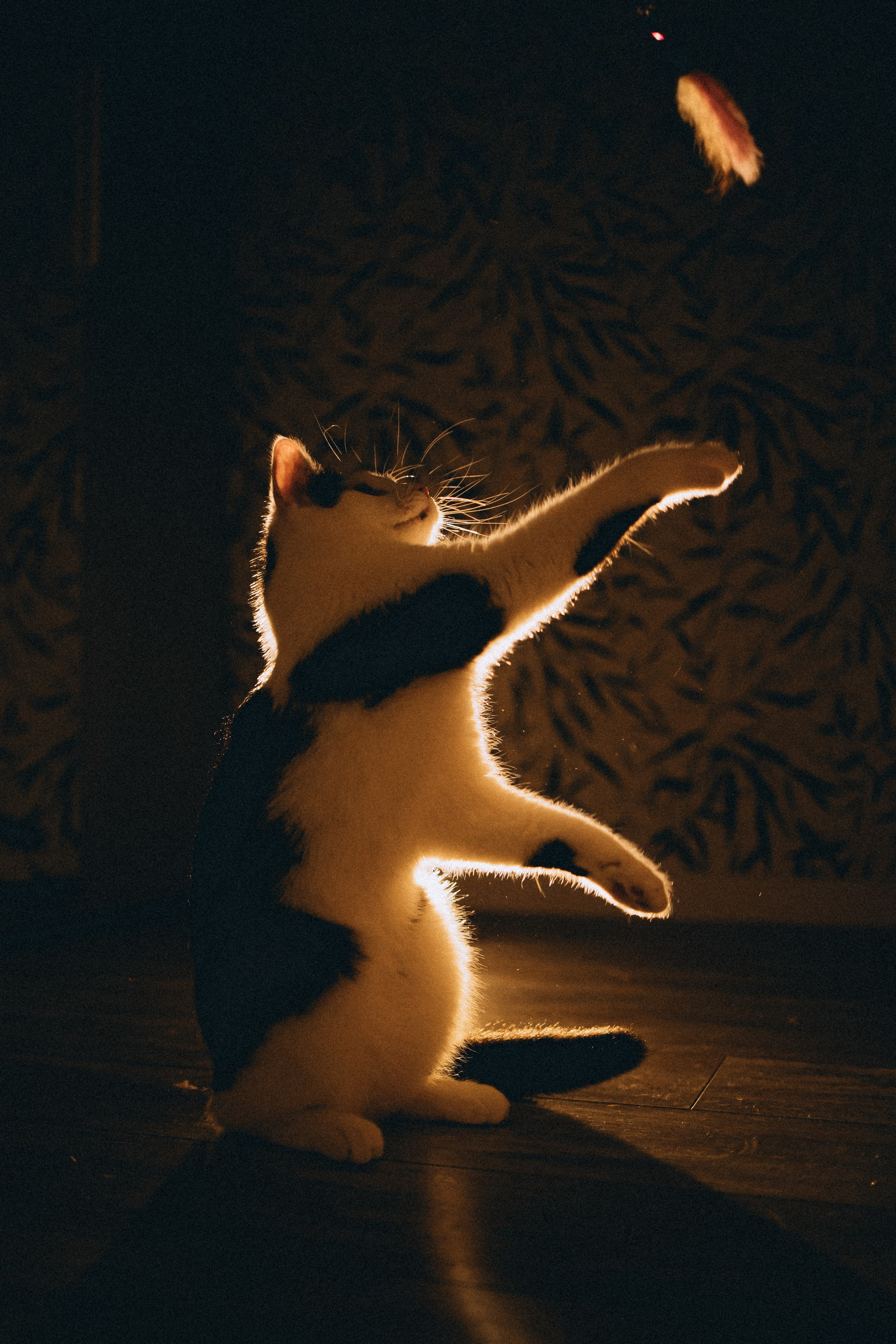 Рыся, Кепа и их семья