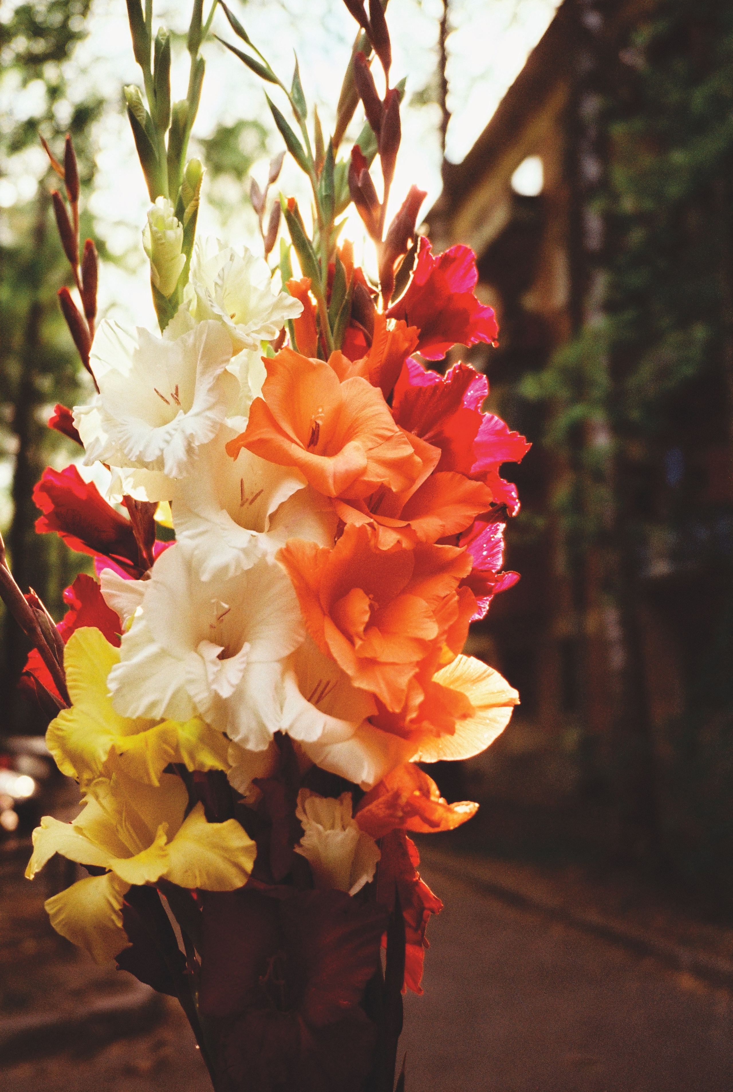 Фотографии цветные. Свадебный и семейный пленочный фотограф в Петербурге Истомина Ирина