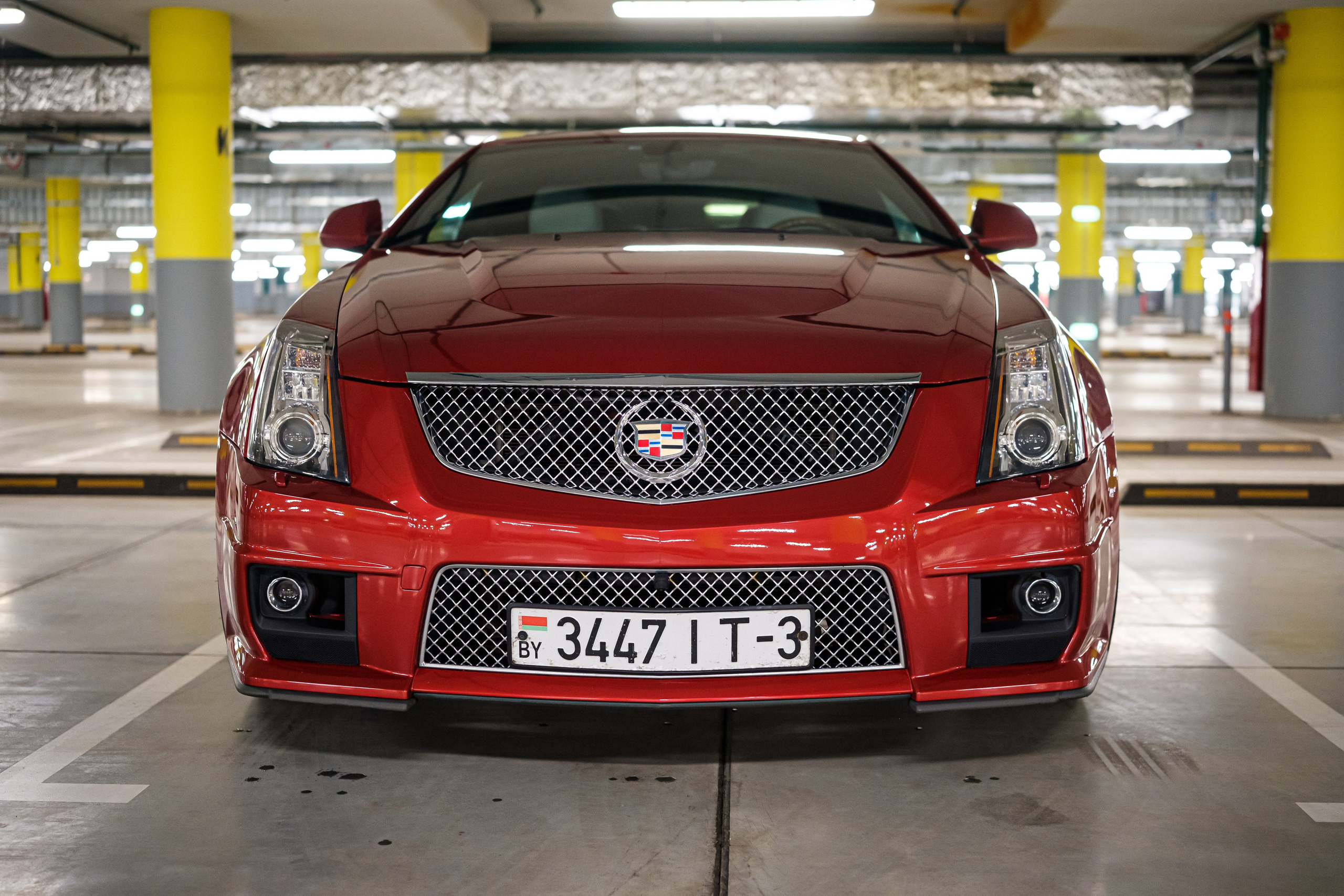 Кэдди. Алексей Никифоров фотограф Москва, Химки