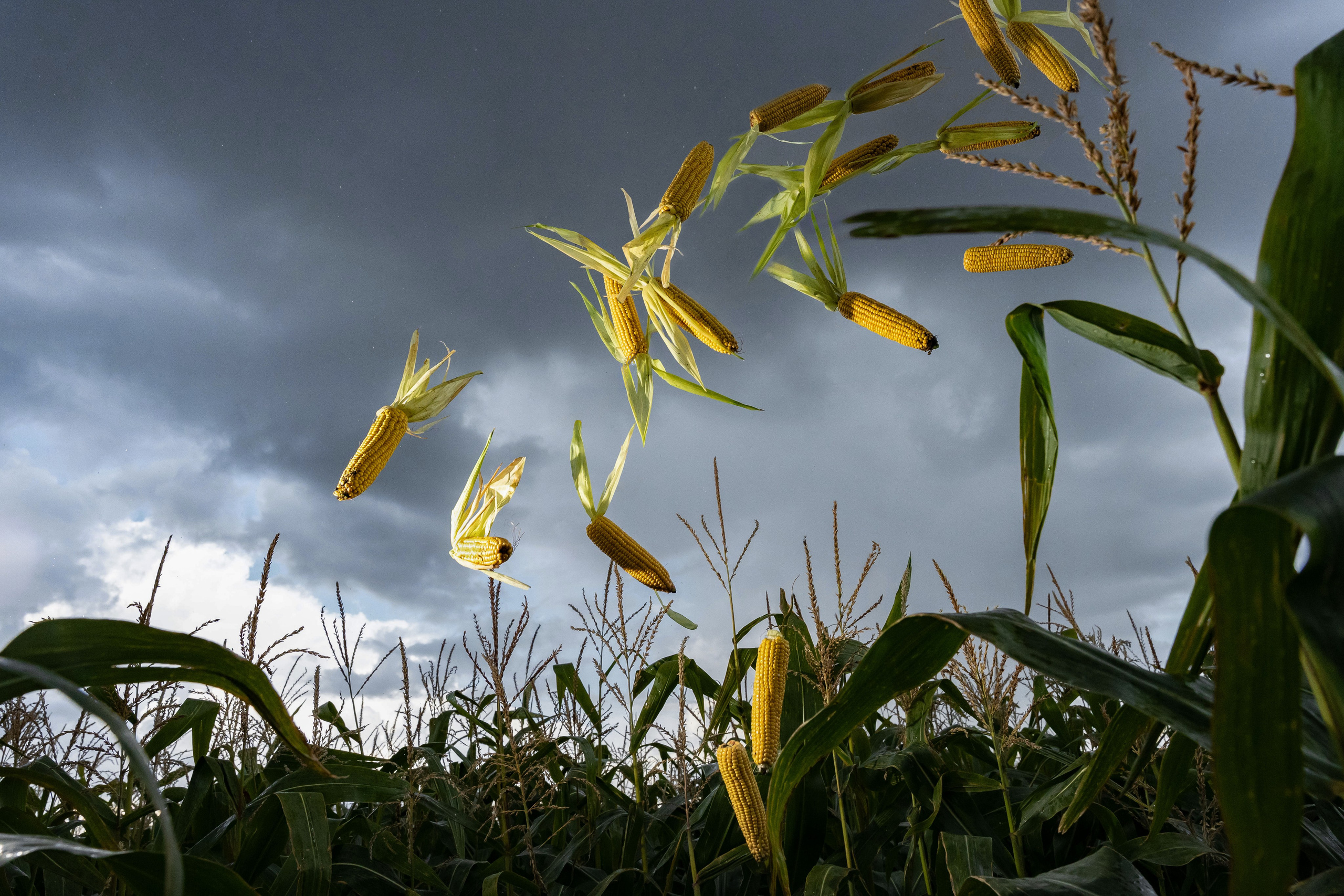 Коммерция. Портретный и событийный фотограф в Барнауле, Москве, Новосибирске