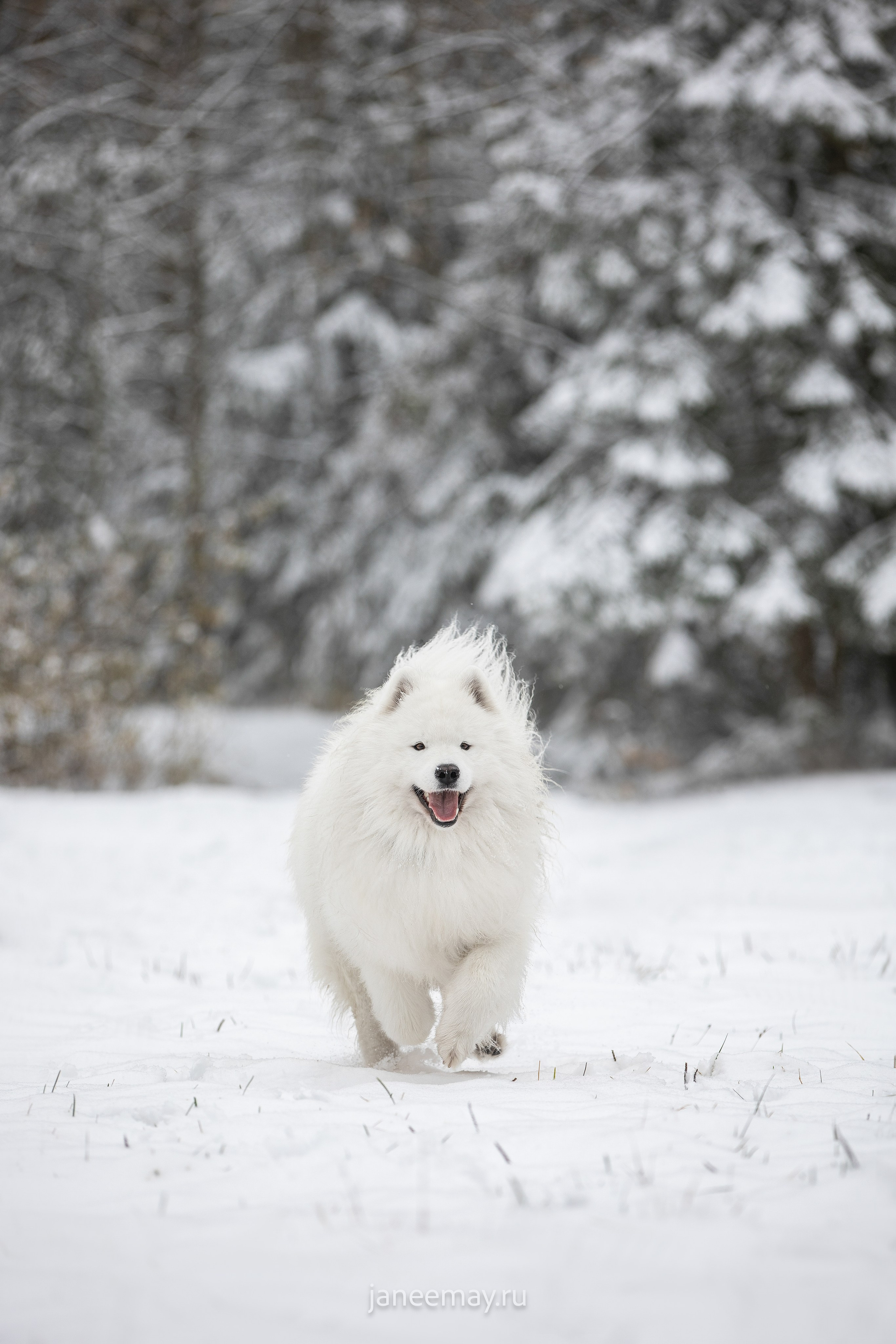 Фото собак, животных зимой. Фотограф анималист в Москве Майорова Евгения