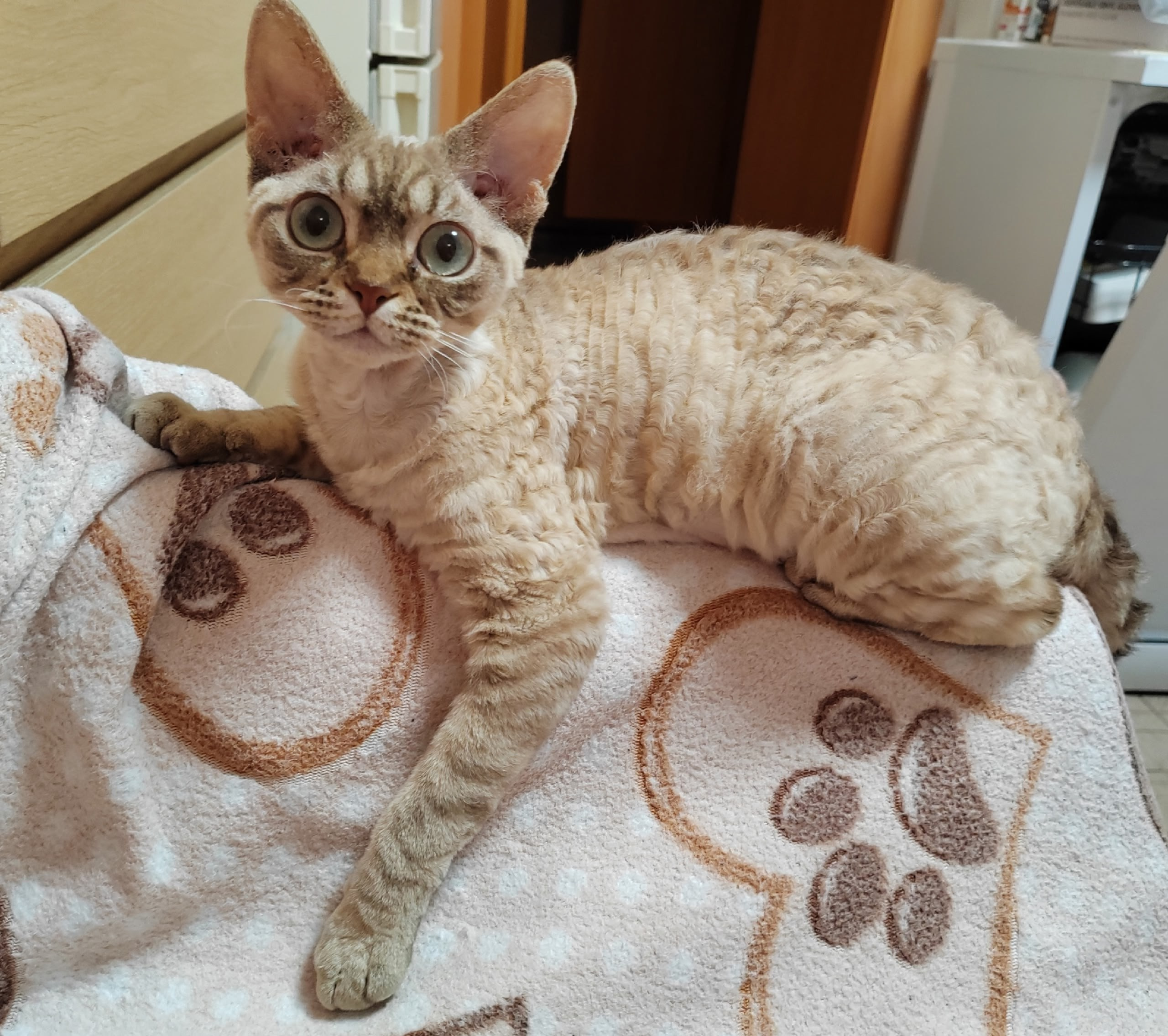 Выпускники. Nevskiy Favorite — питомник девон-рексов в Санкт-Петербурге. Здоровые, ласковые и редкие котята