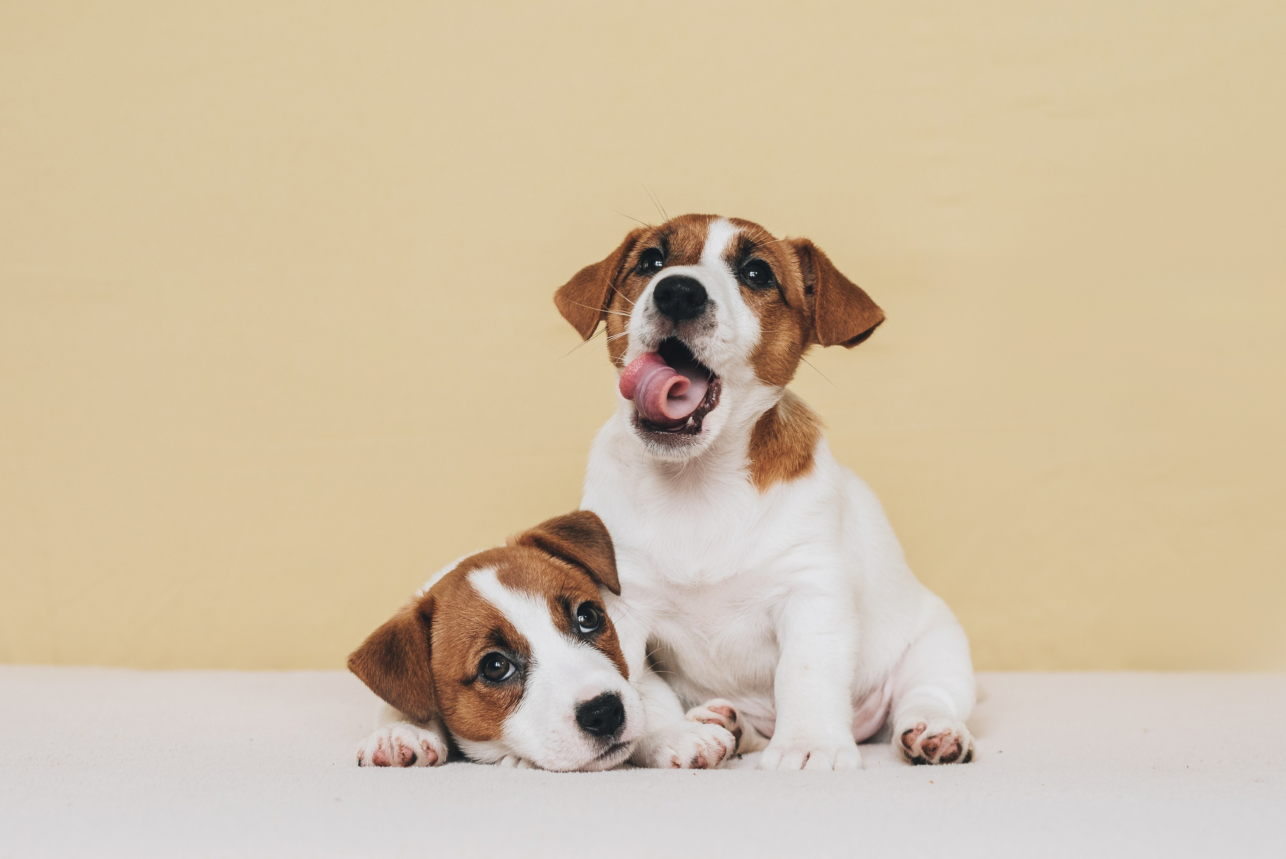Jack Russell Terrier. Natalia Finch Photography — Family, Kids & Pet Photographer in Chicago, IL