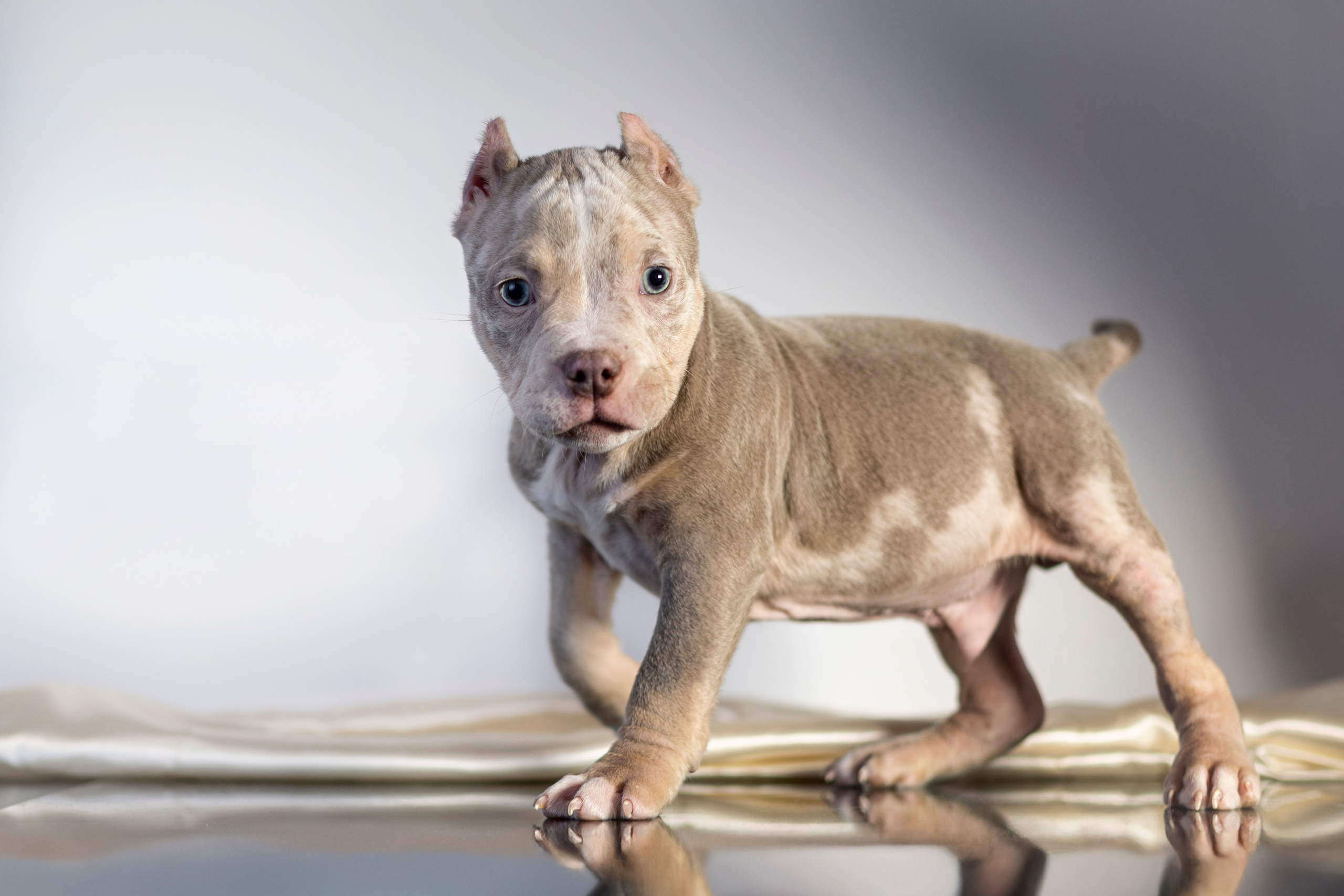 Фотограф анималист в Санкт-Петербурге Таша Крейв