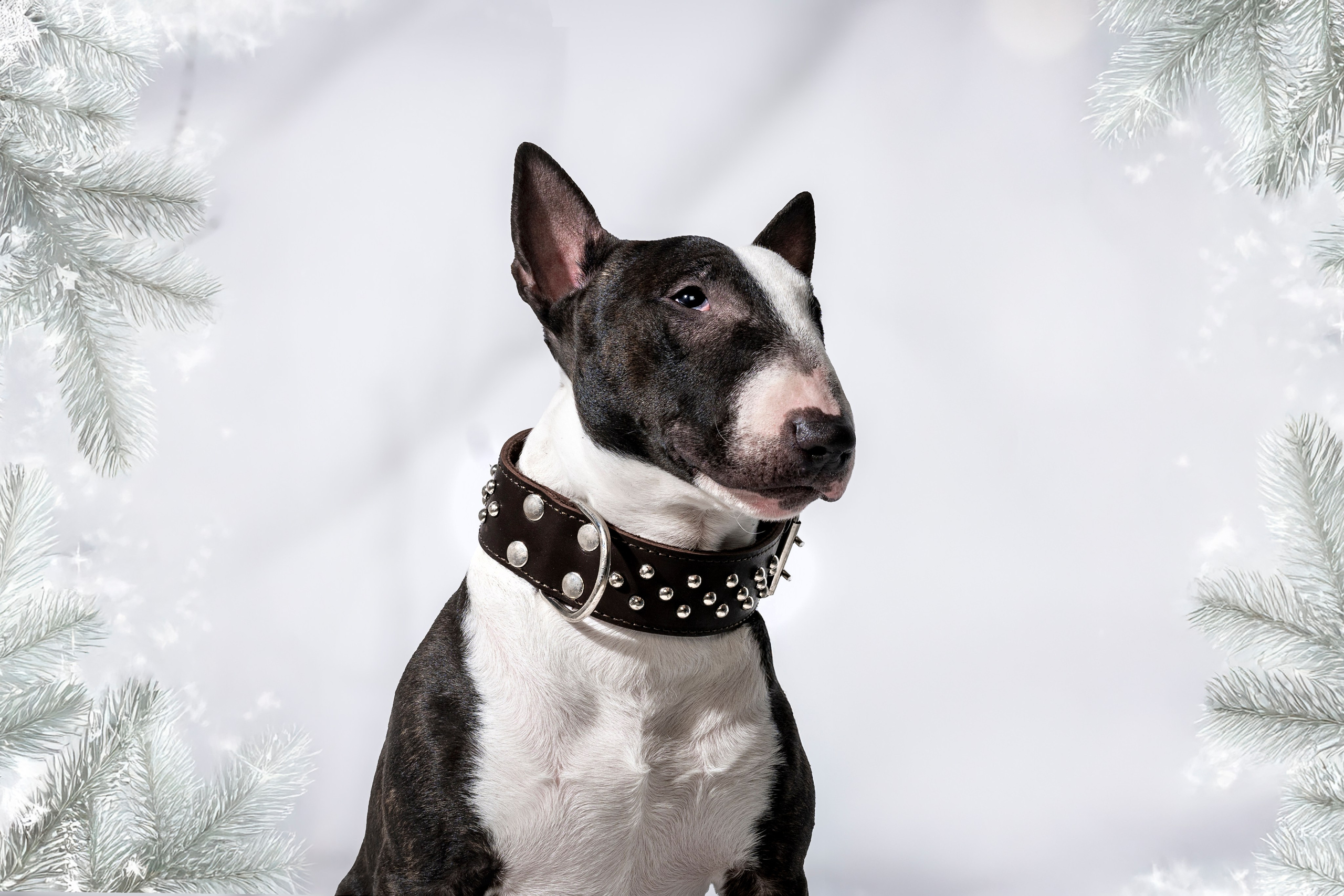 Рекламная фотосессия ошейников. Фотограф анималист в Санкт-Петербурге Таша Крейв