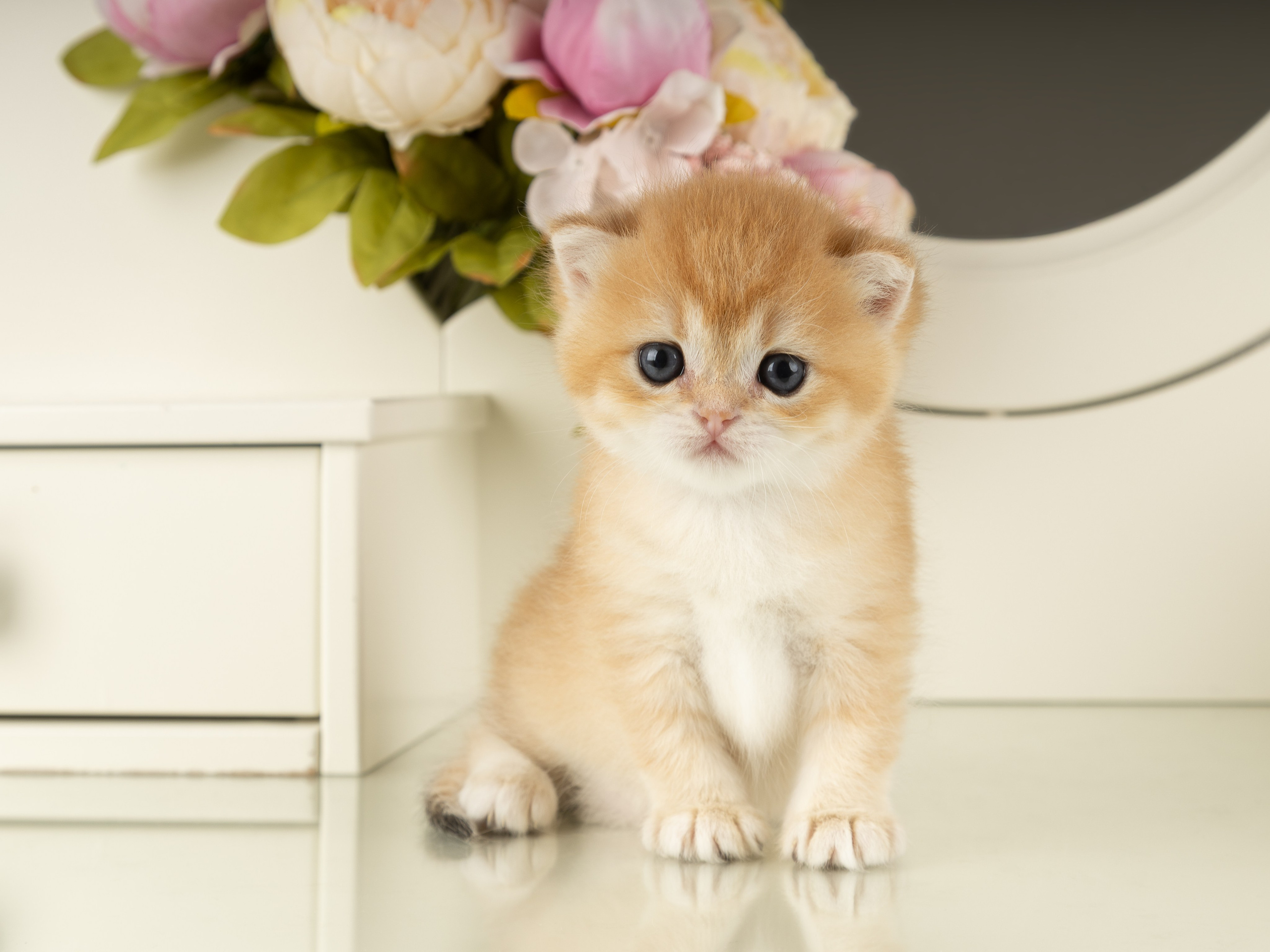 Британские котята (в интерьере). Фотограф-анималист в Москве, МО и Владимире