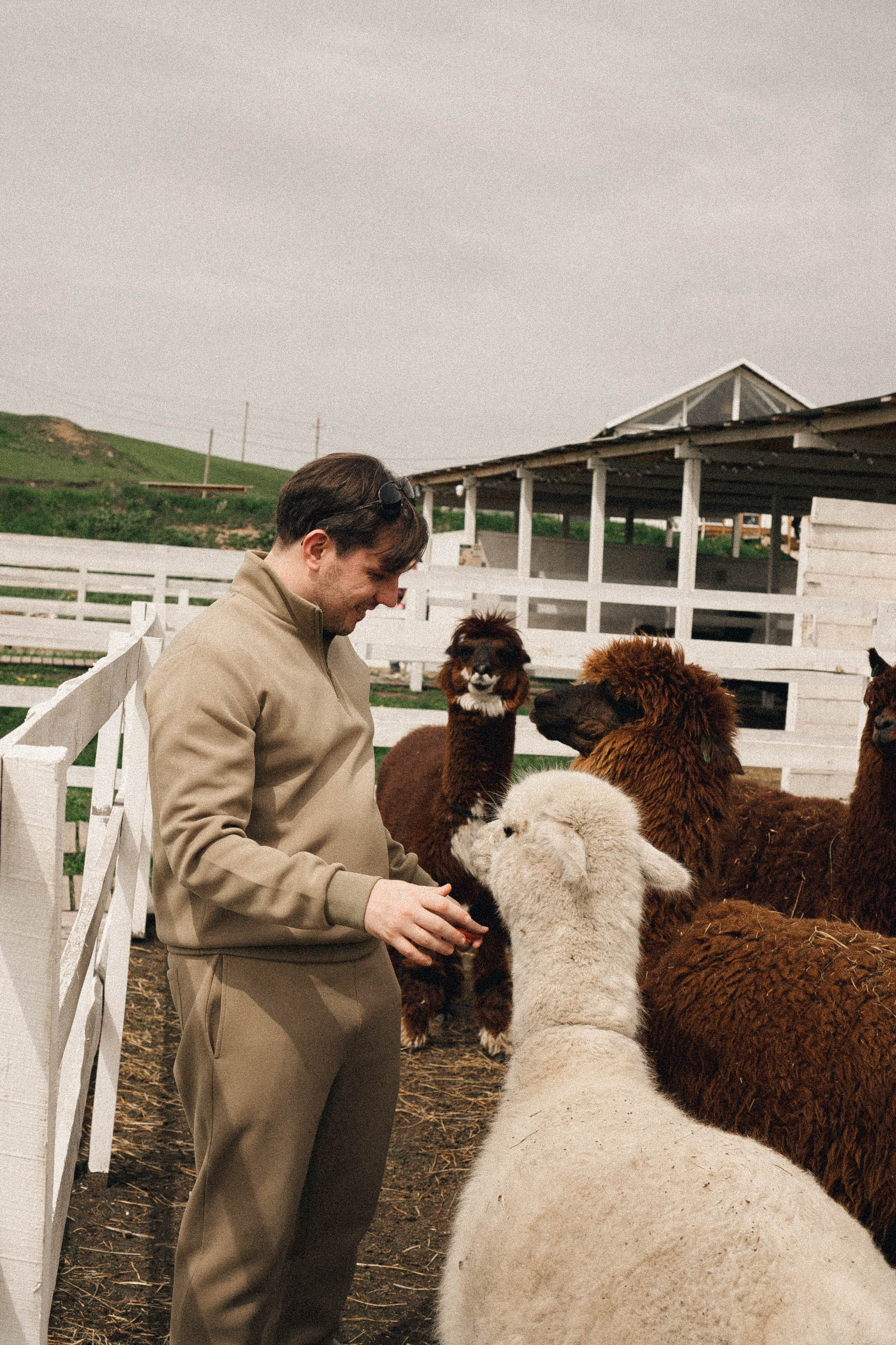 Ферма Альпак. Профессиональный фотограф, Санкт-Петербург — Виктория Богомолова